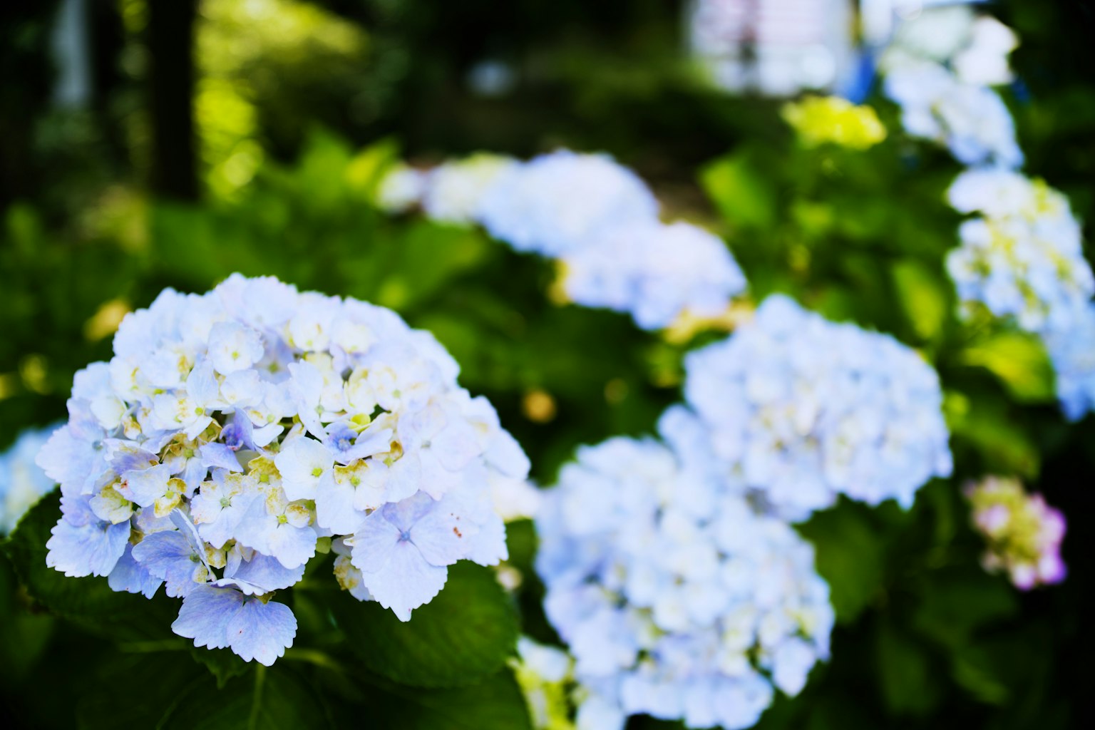 Fleurs d'hortensia bleues en pleine floraison dans un jardin
