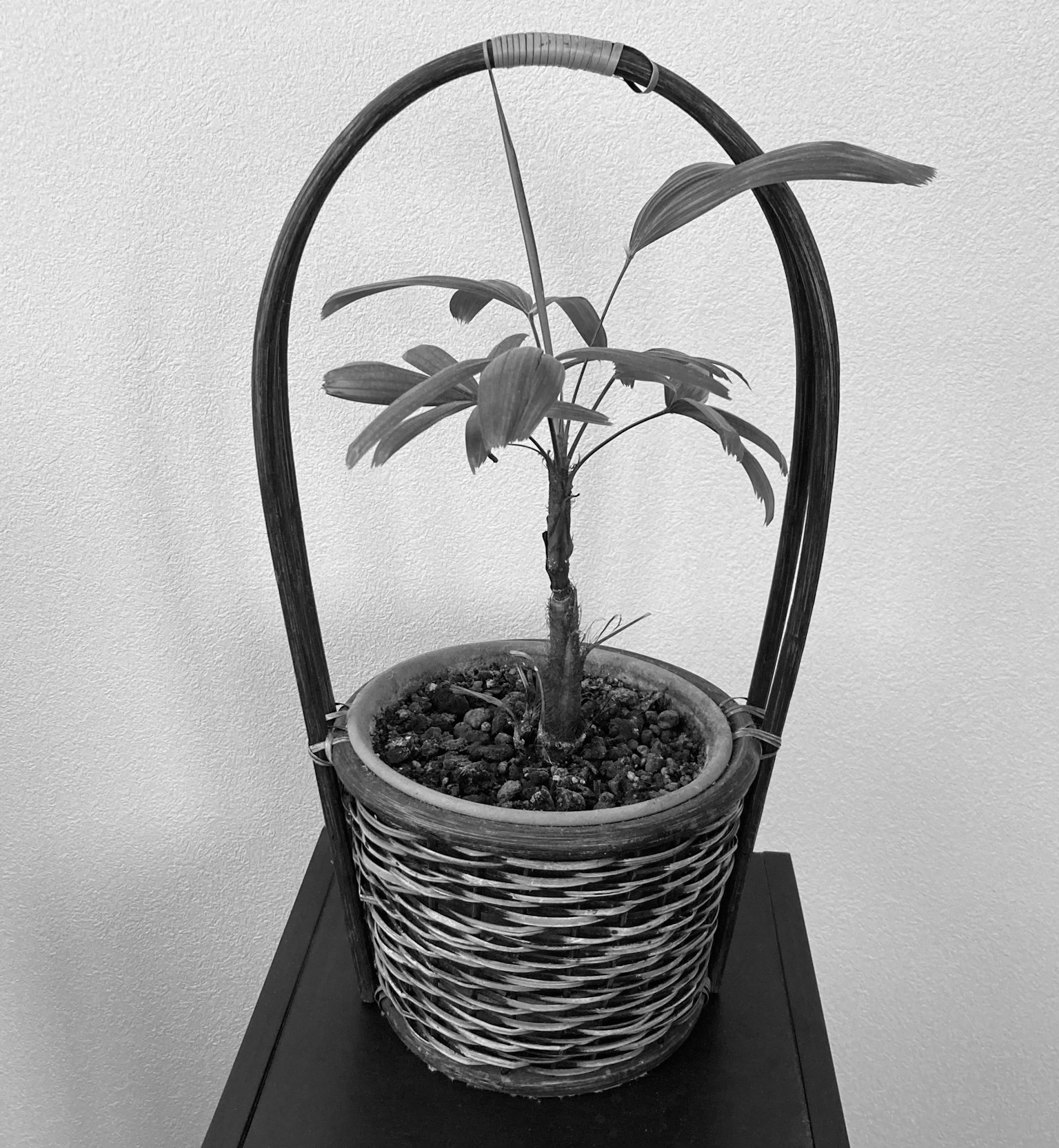 Petite plante dans un panier tissé avec un design minimaliste adapté à la décoration intérieure