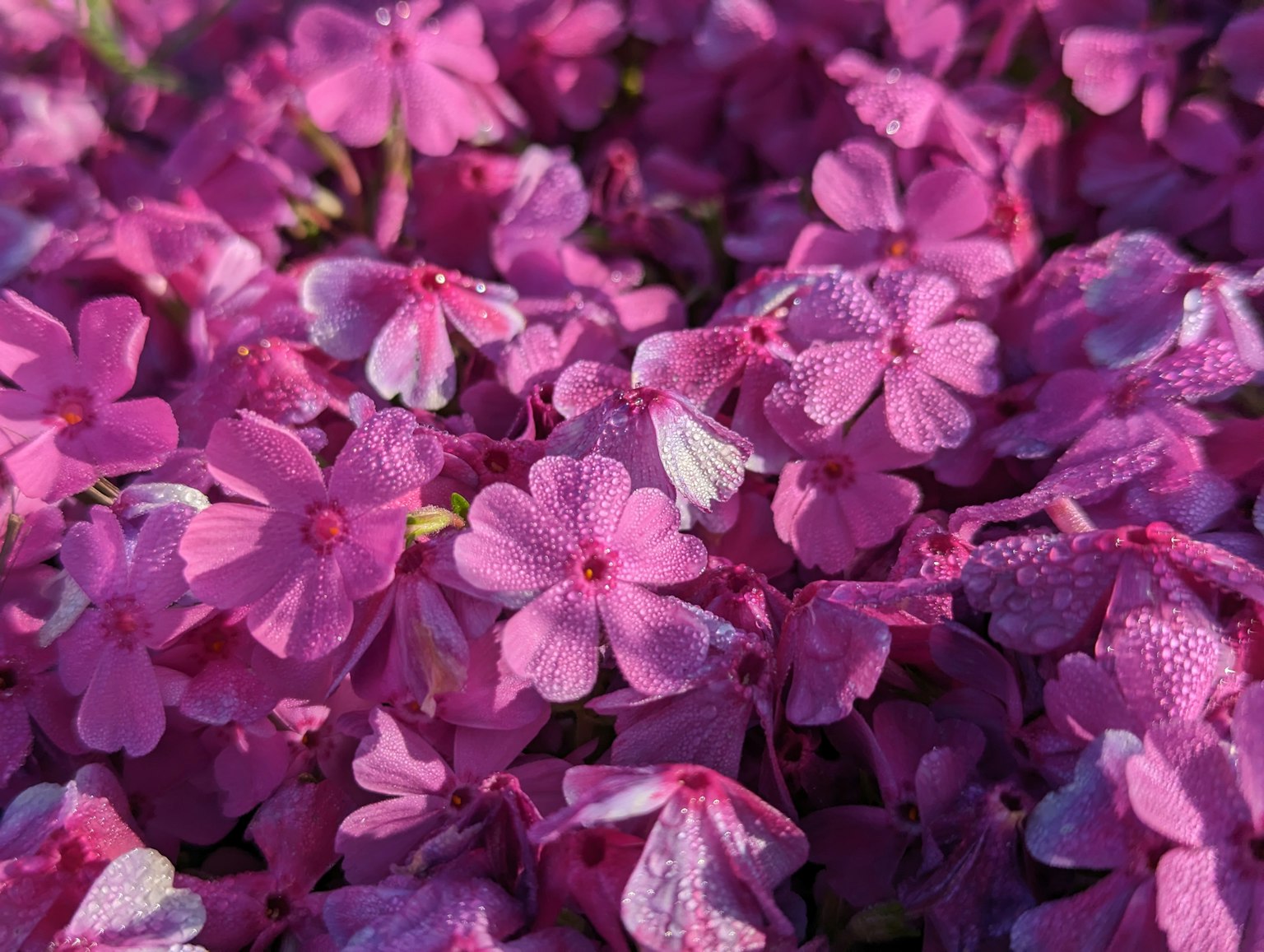 Flores rosas vibrantes agrupadas densamente