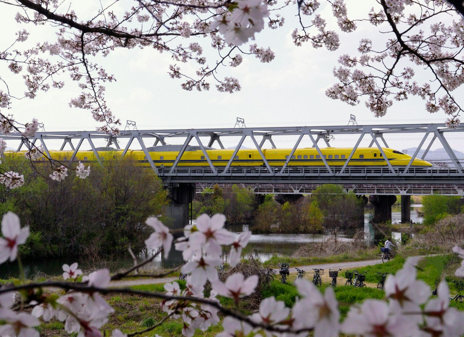 Un treno Shinkansen giallo che attraversa un ponte incorniciato da fiori di ciliegio