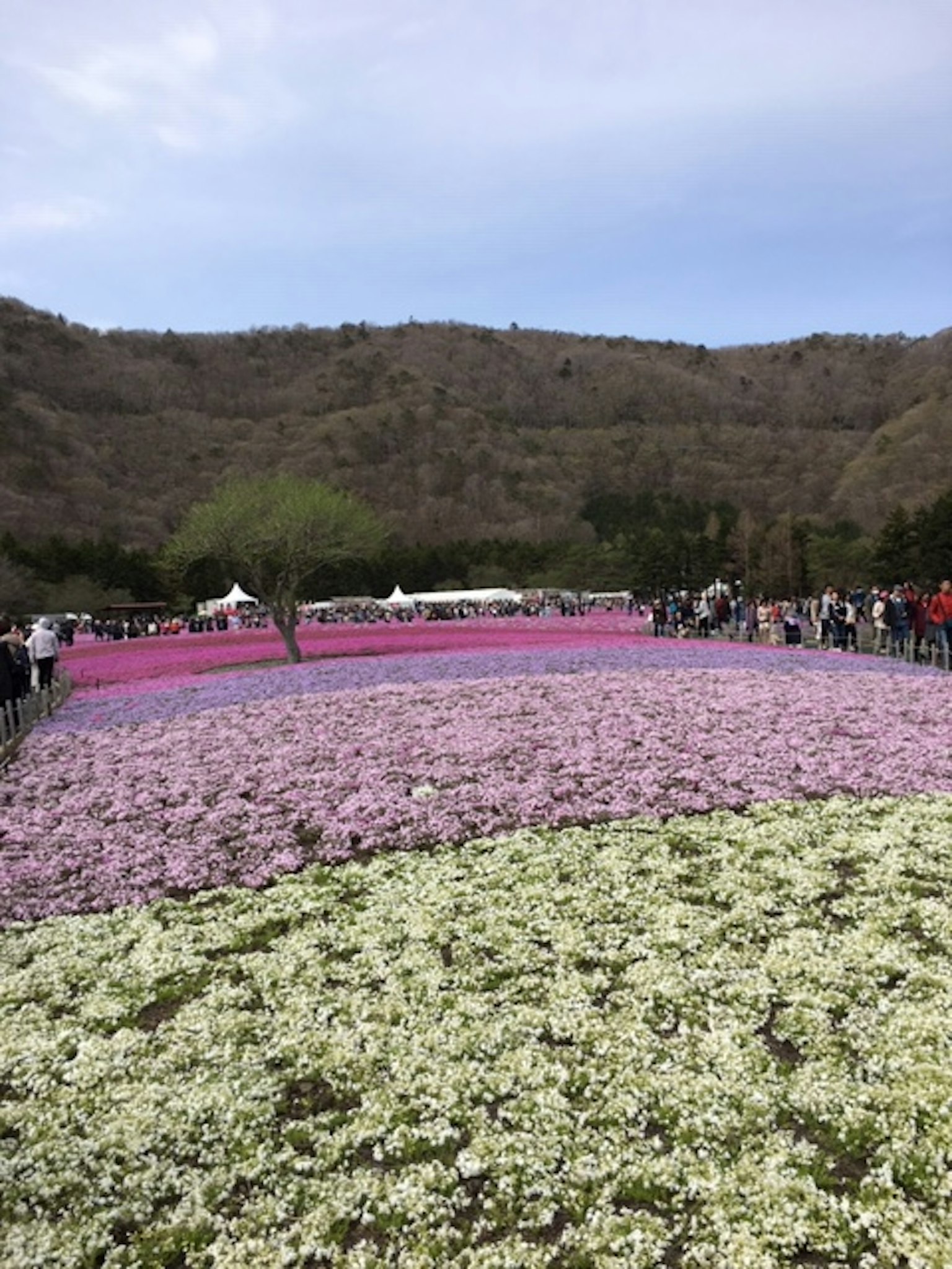 Vibrant flower fields with various colors and people enjoying the view