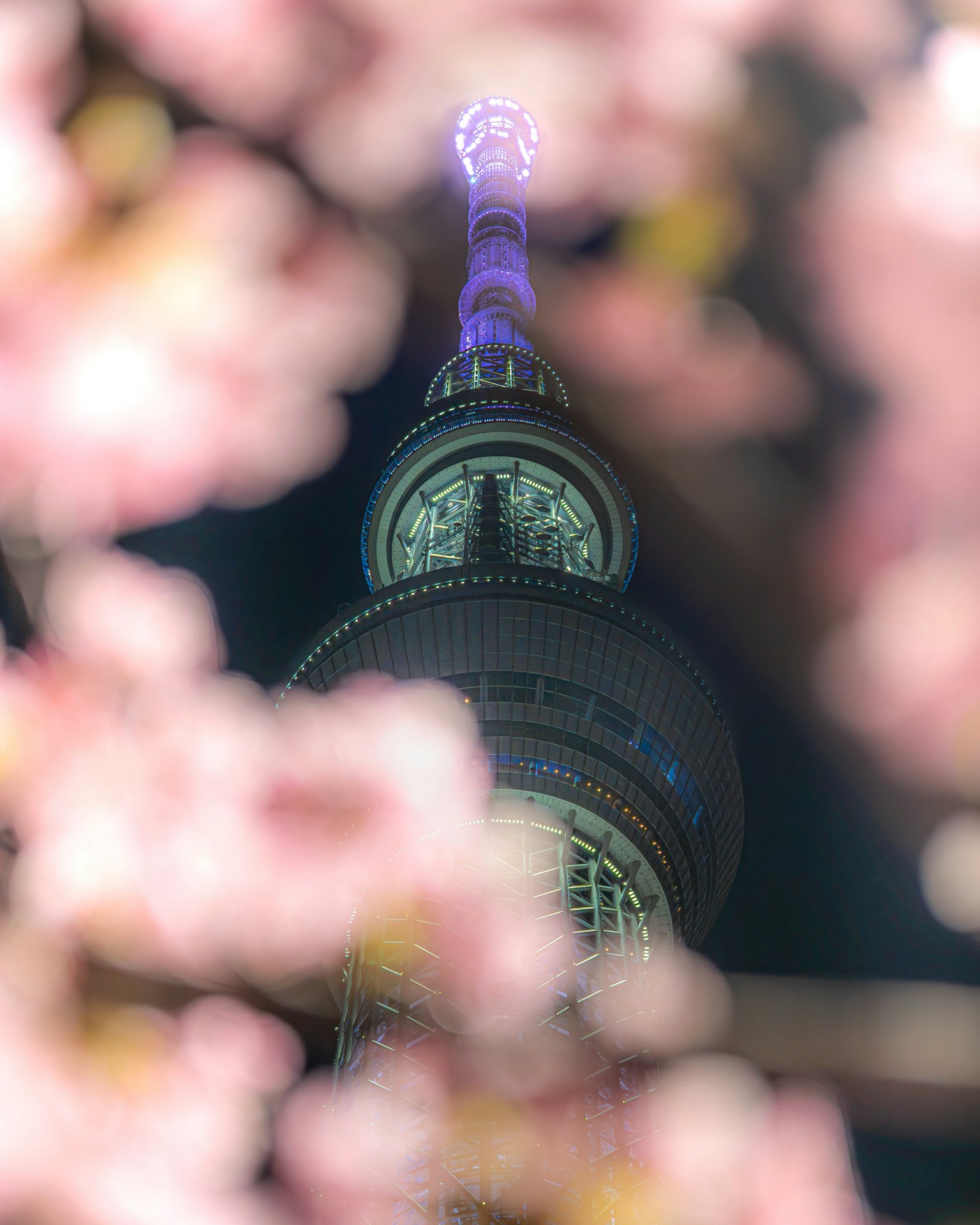 夜間照亮的東京晴空塔透過櫻花觀賞