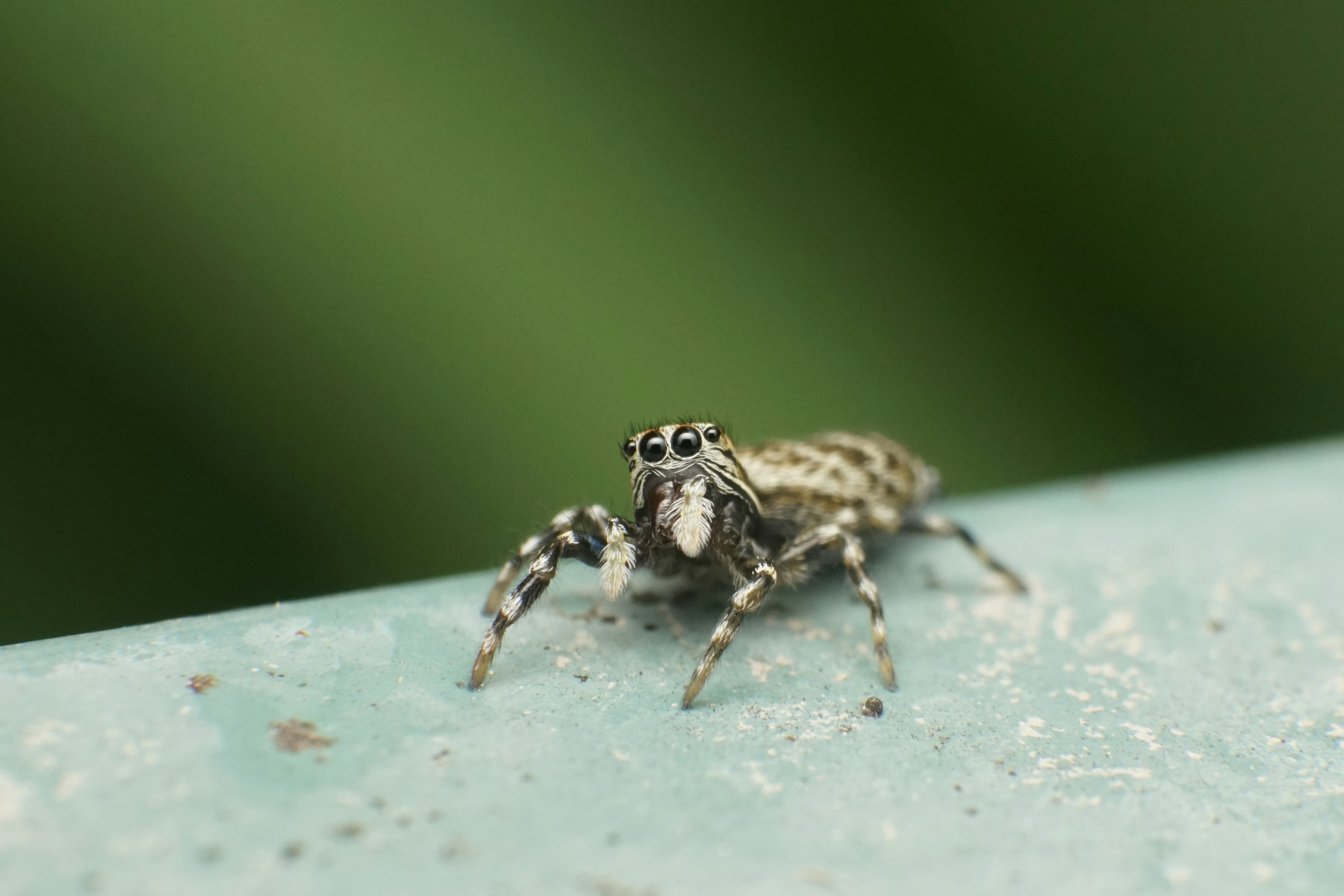 araignée sauteuse (hétéroptère) sur une feuille