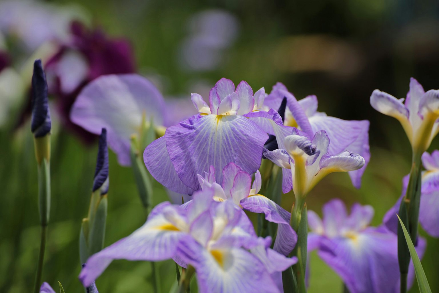 Bündel von lila Irisblüten mit grünem Hintergrund