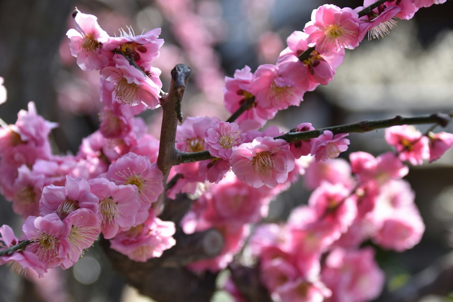 Hermosas flores rosas floreciendo en una rama de cerezo