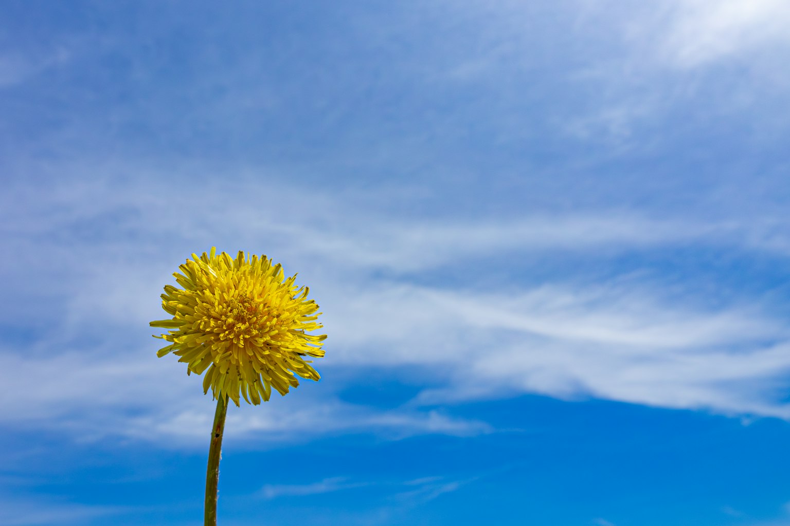 Un fiore di dente di leone giallo sotto un cielo blu
