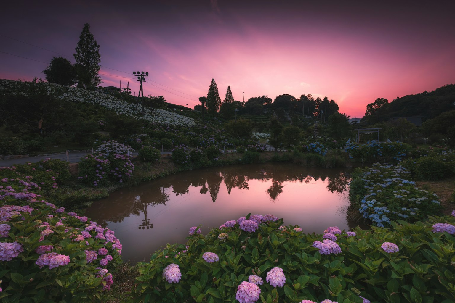 A serene garden with blooming hydrangeas and a tranquil pond during sunset