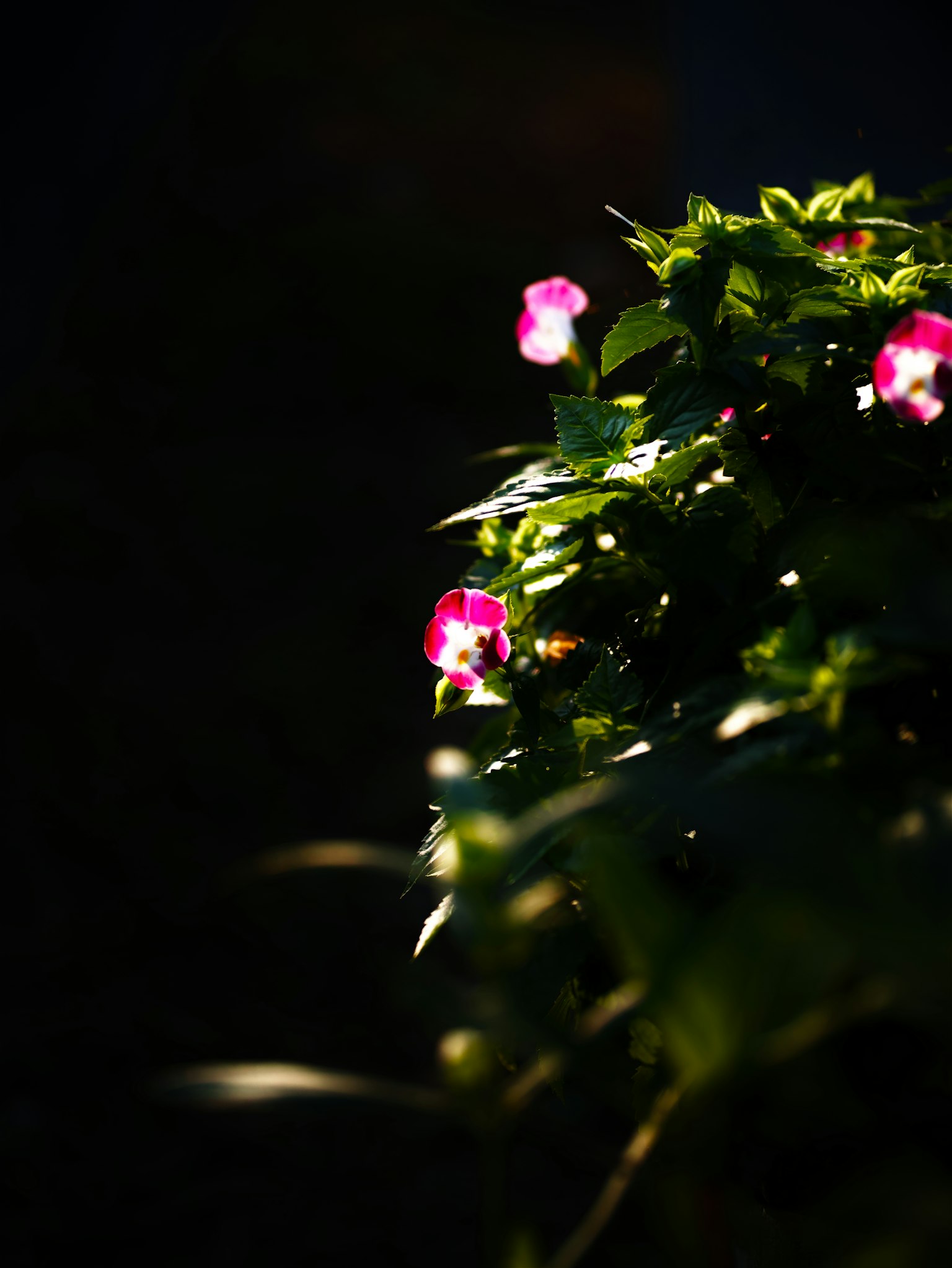 Pink flowers and green leaves illuminated against a dark background