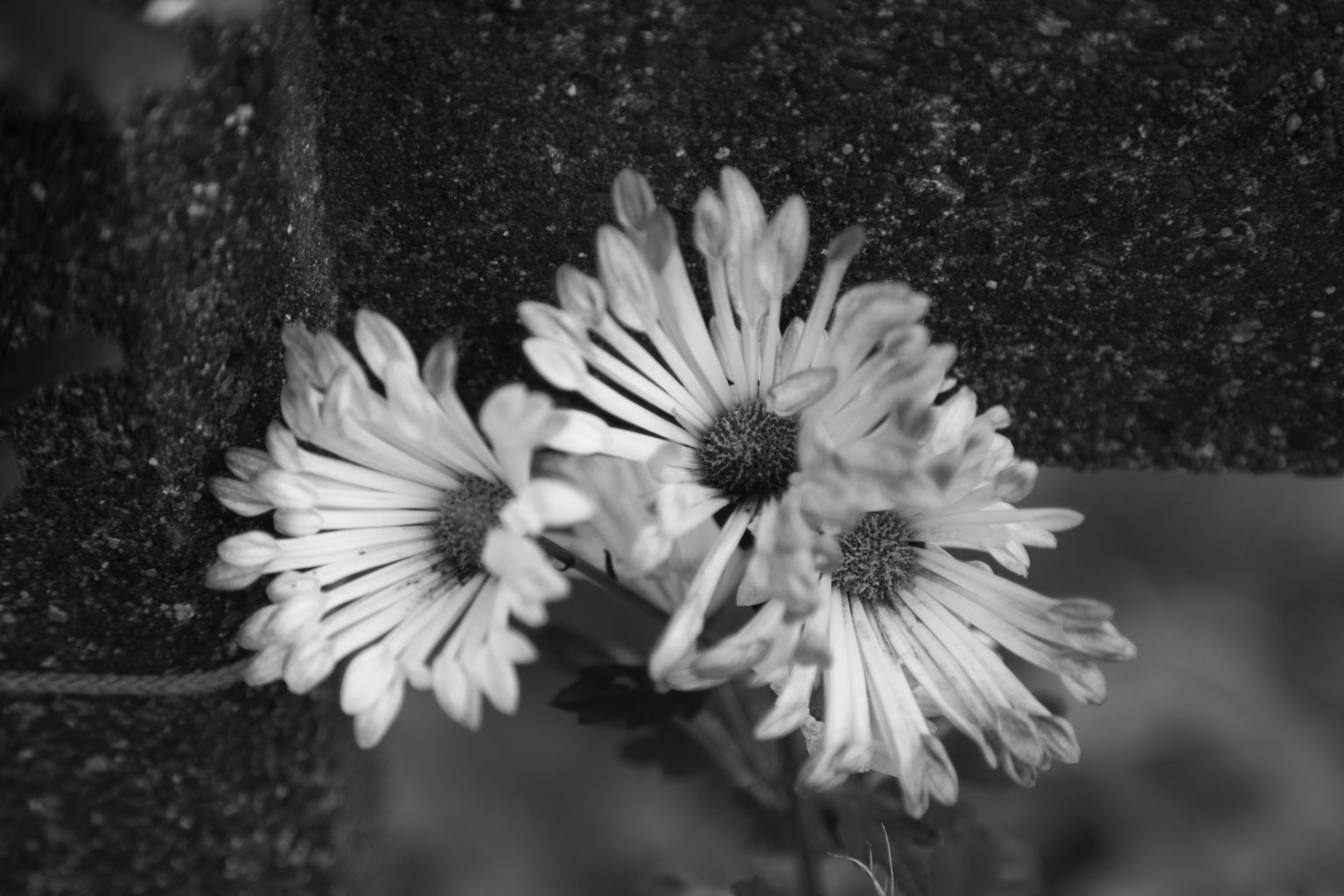 Tiga bunga putih mekar di latar belakang hitam