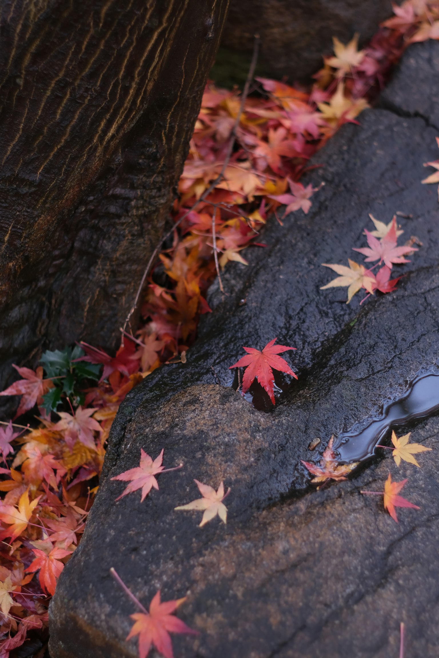 Scenic view of fallen maple leaves on a rock