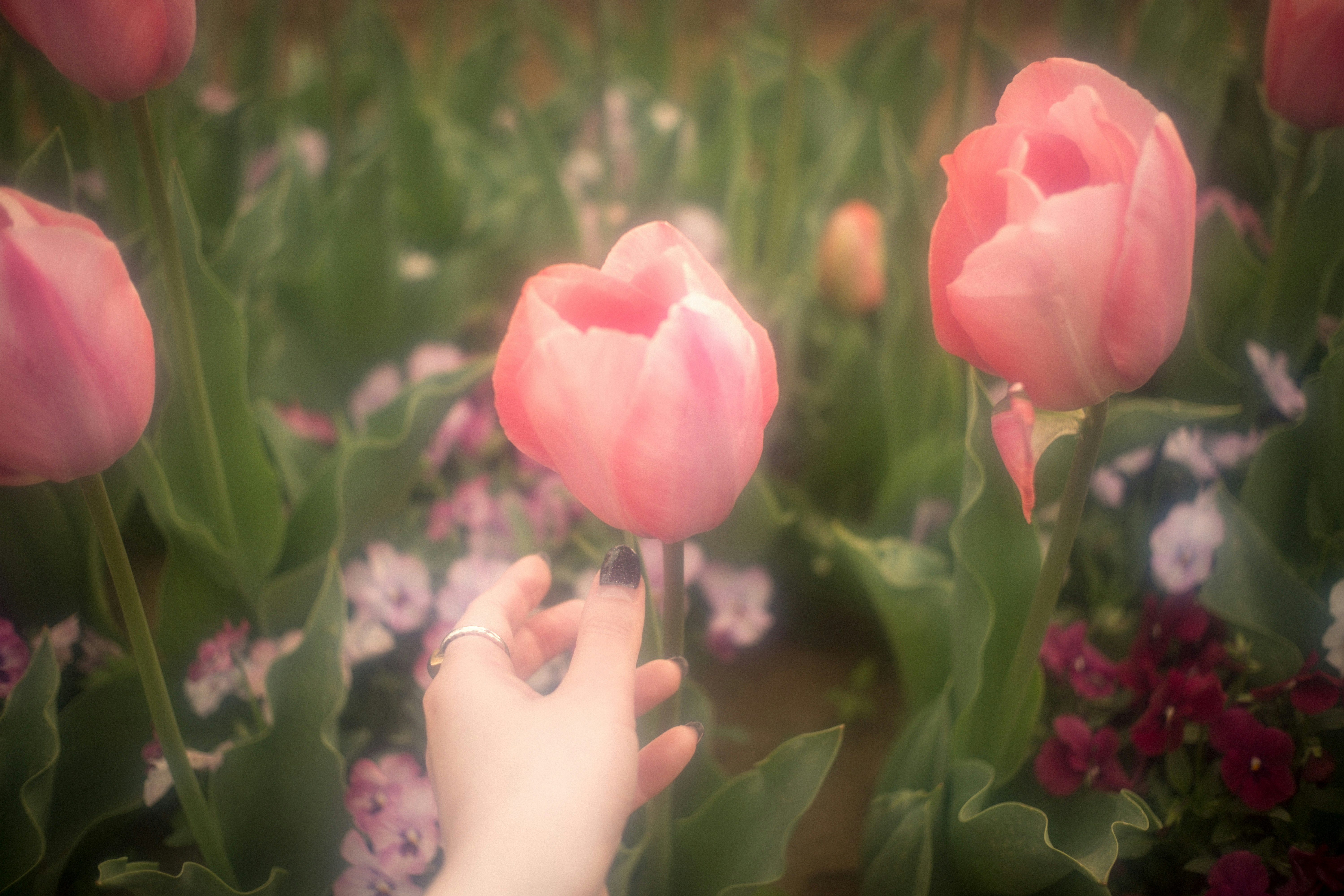 手の指先で触れるピンクのチューリップの花畑