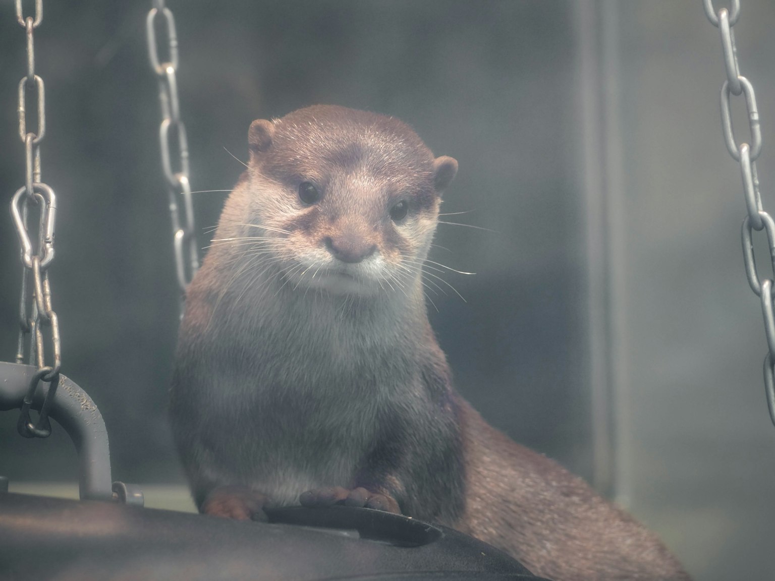 Cute otter with a playful expression near water