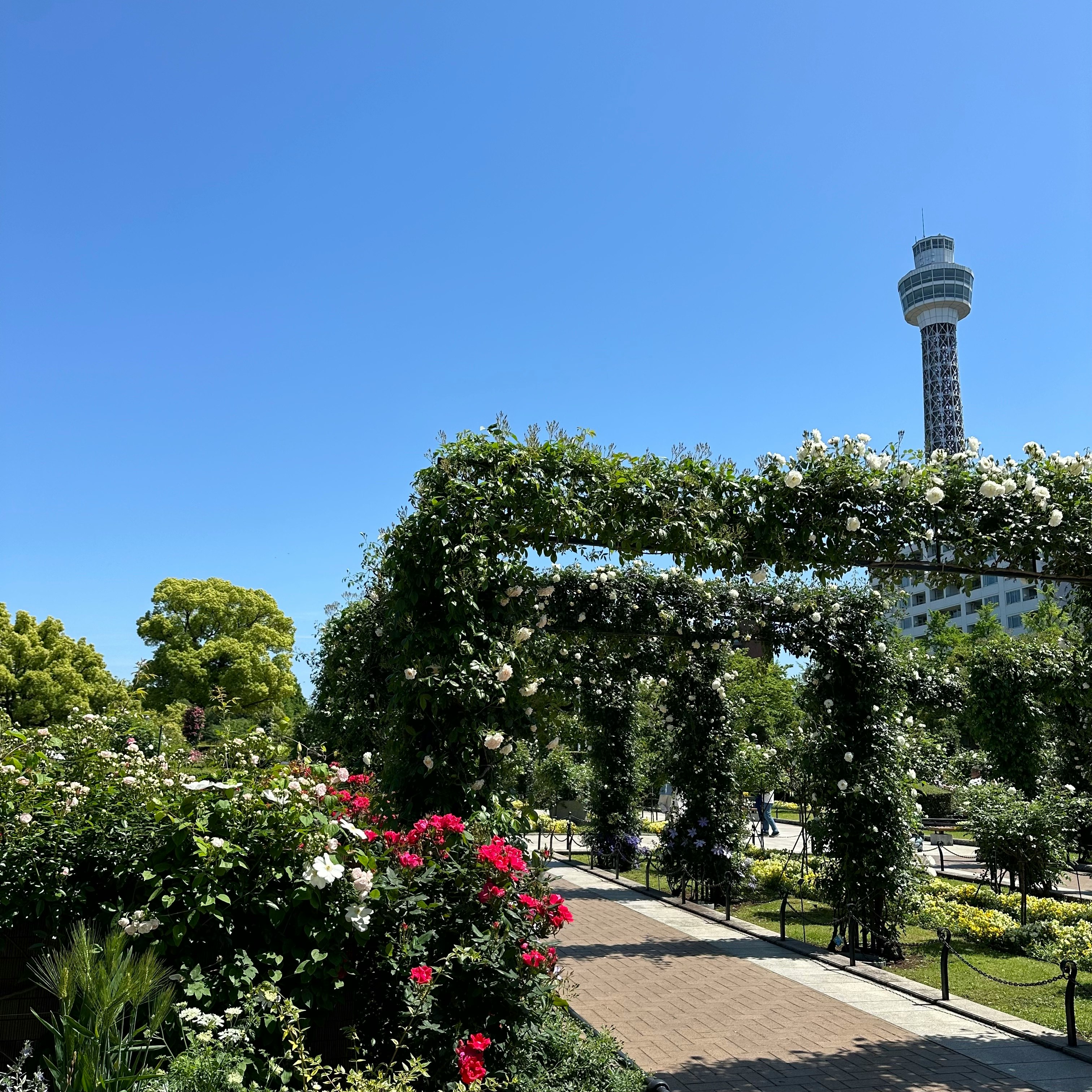 山下公園の花のアーチと横浜の海沿いの散歩道