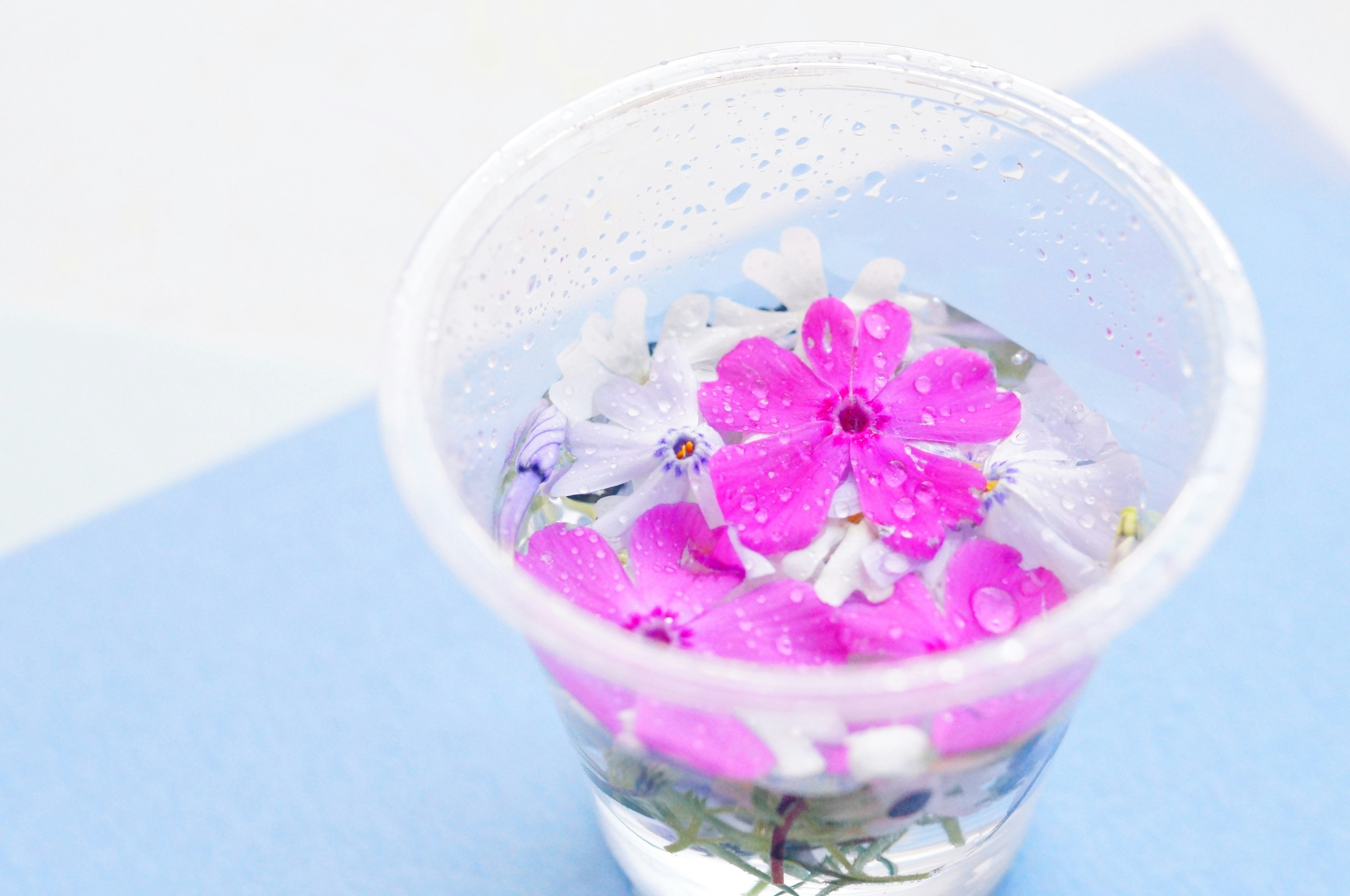 透明杯中漂浮的花瓣與小花水面