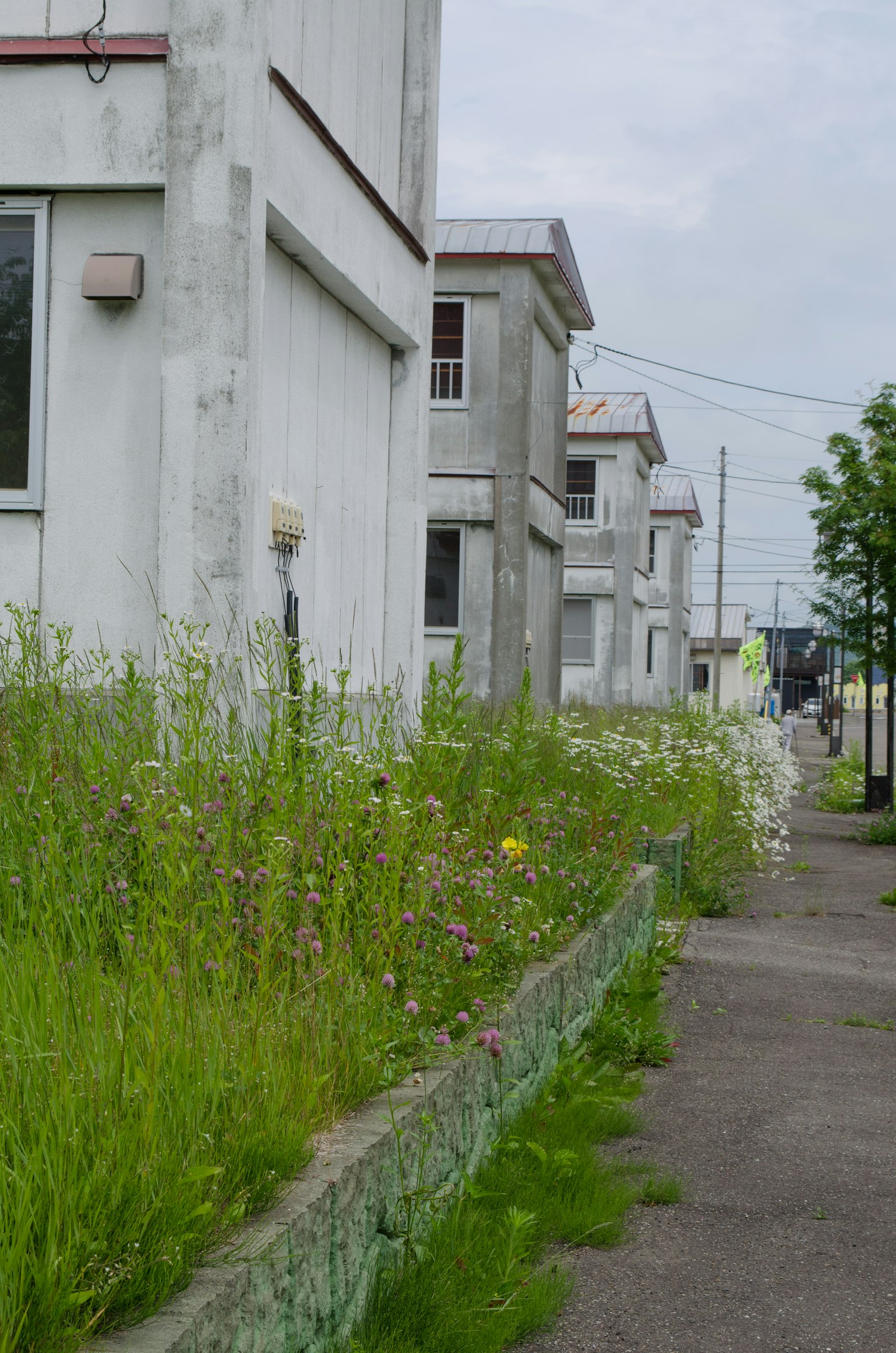 一排混凝土房屋与野花和杂草