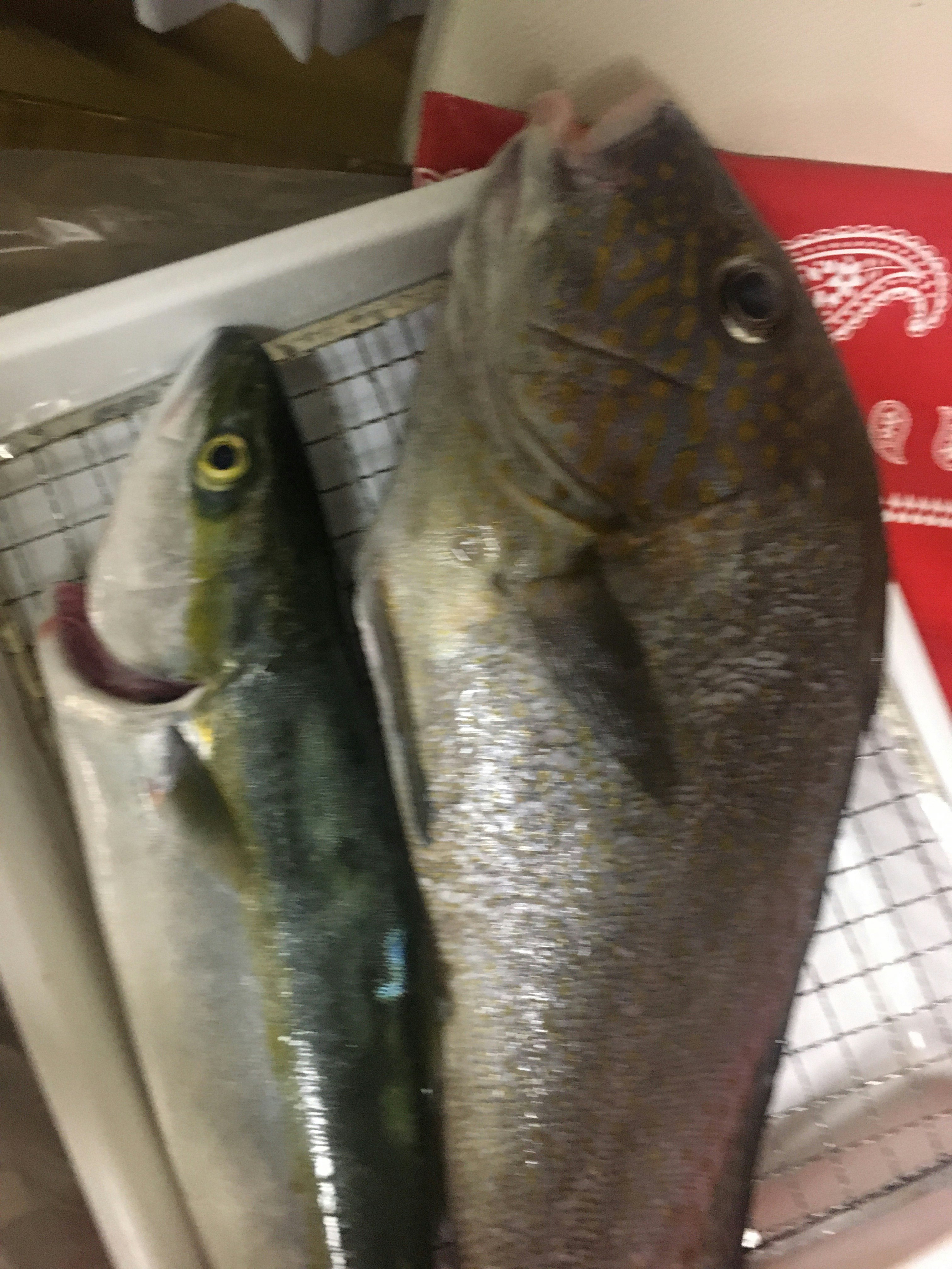 魚片擺放在魚店托盤上的畫面圖片
