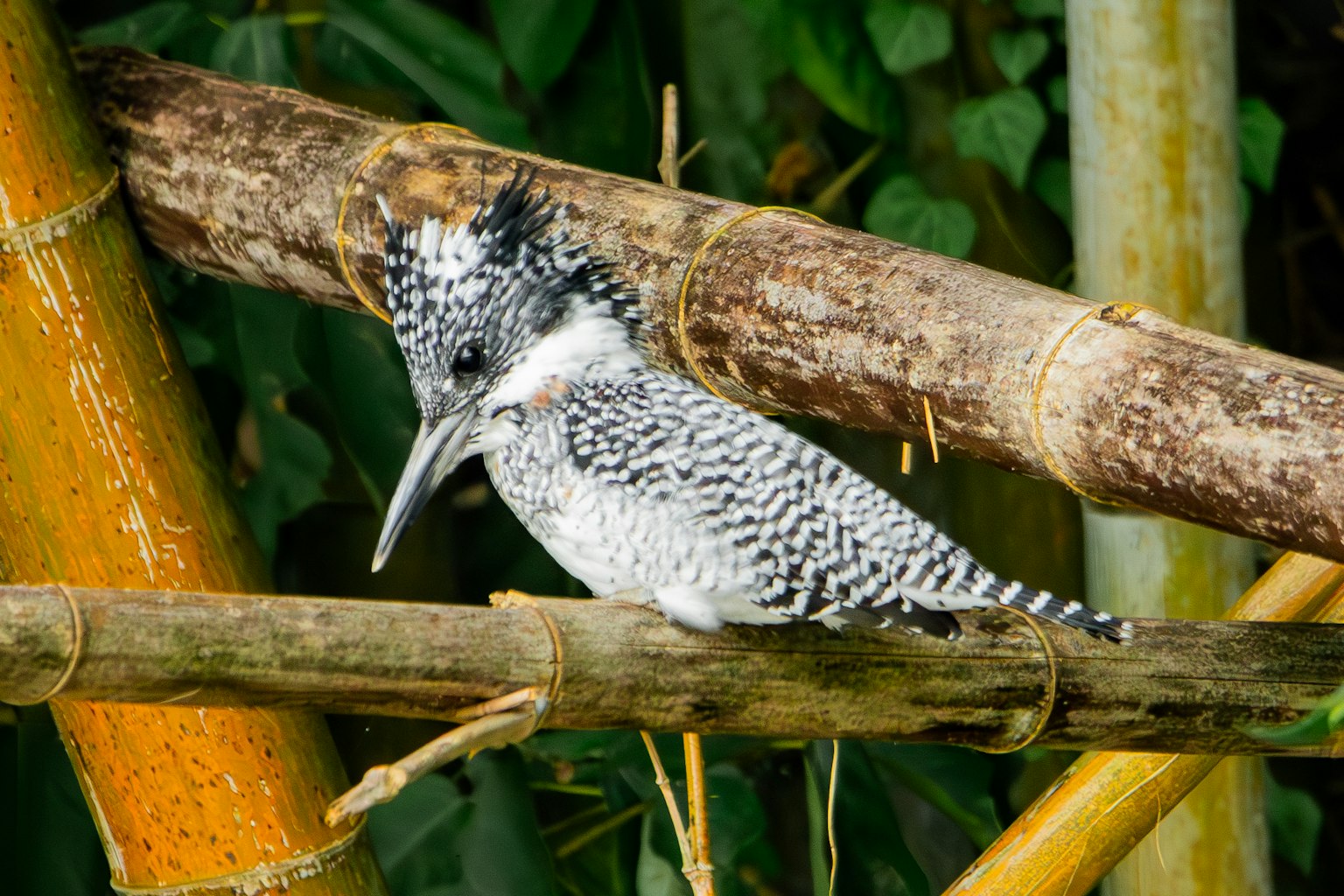 Oiseau noir et blanc perché sur des branches de bambou entouré de feuillage vert