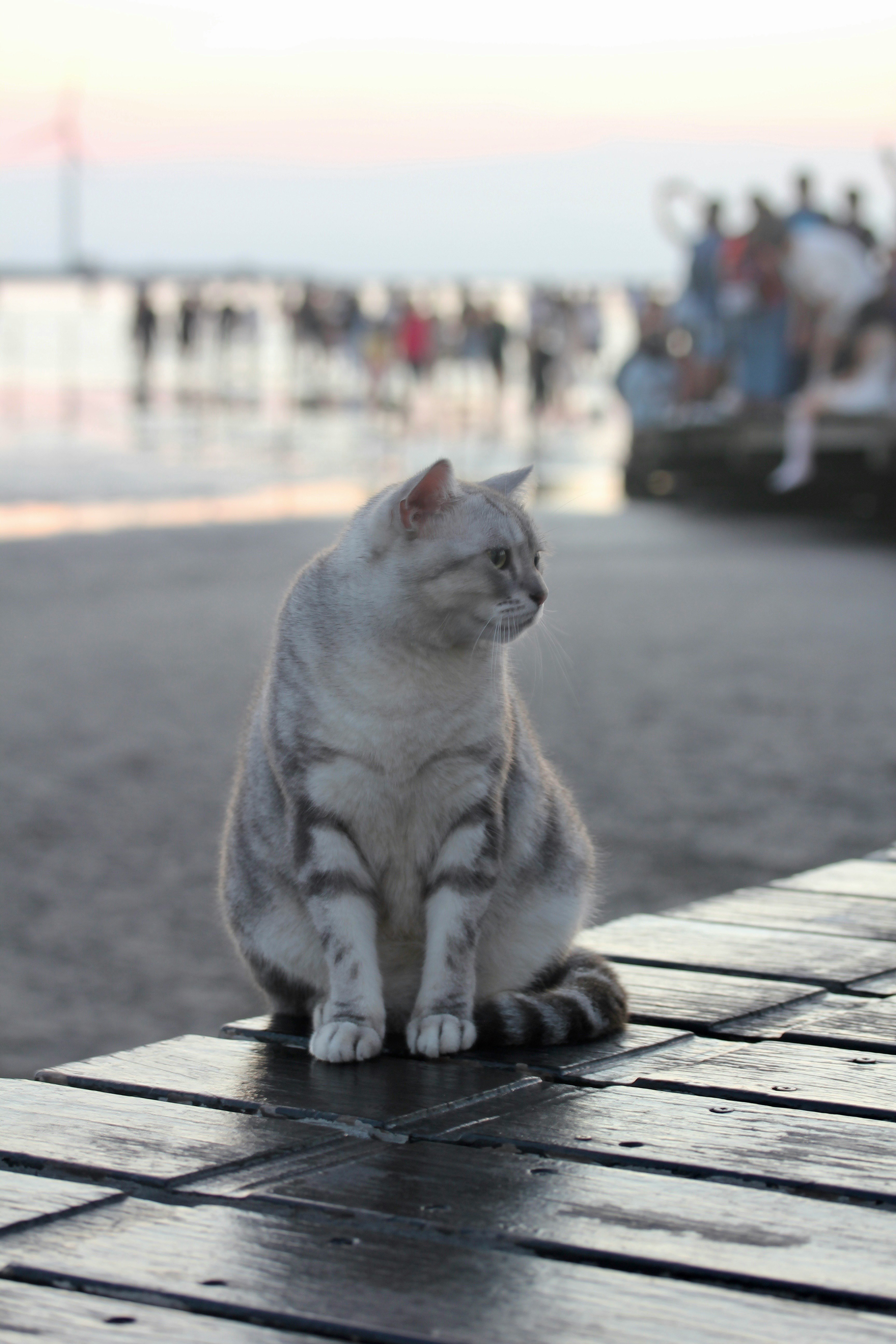 夕暮れの海辺で木の板の上に座る白い猫