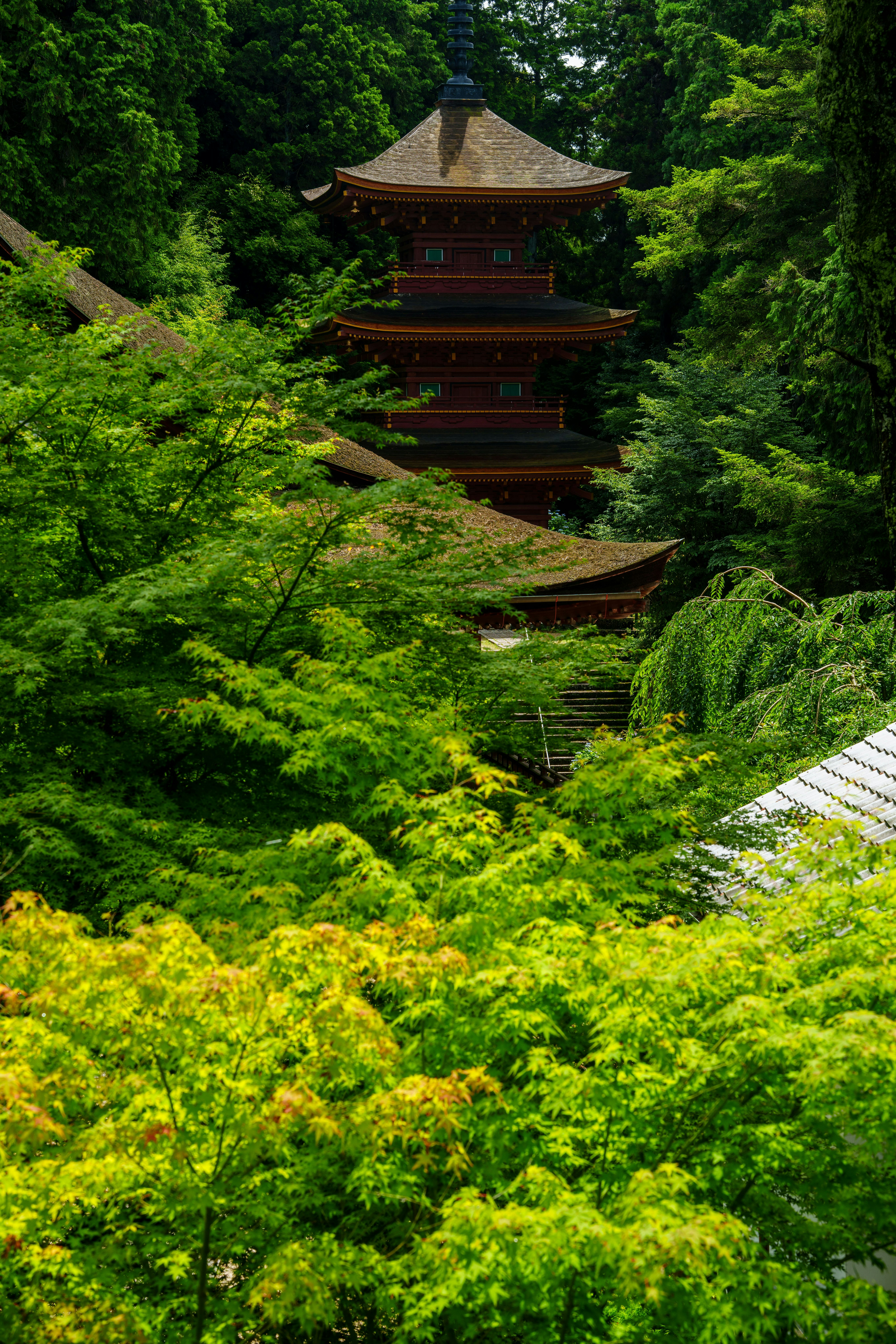 緑に囲まれた寺院の多層屋根と石段