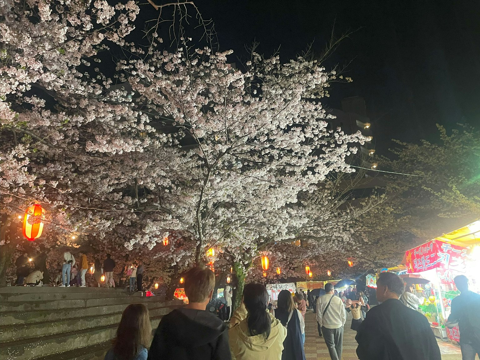 Des gens marchant sous des cerisiers en fleurs avec des lanternes la nuit