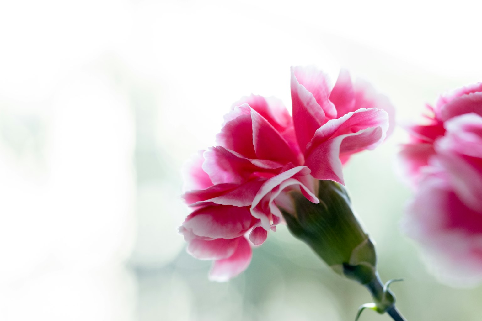 Pink carnation flower with soft background