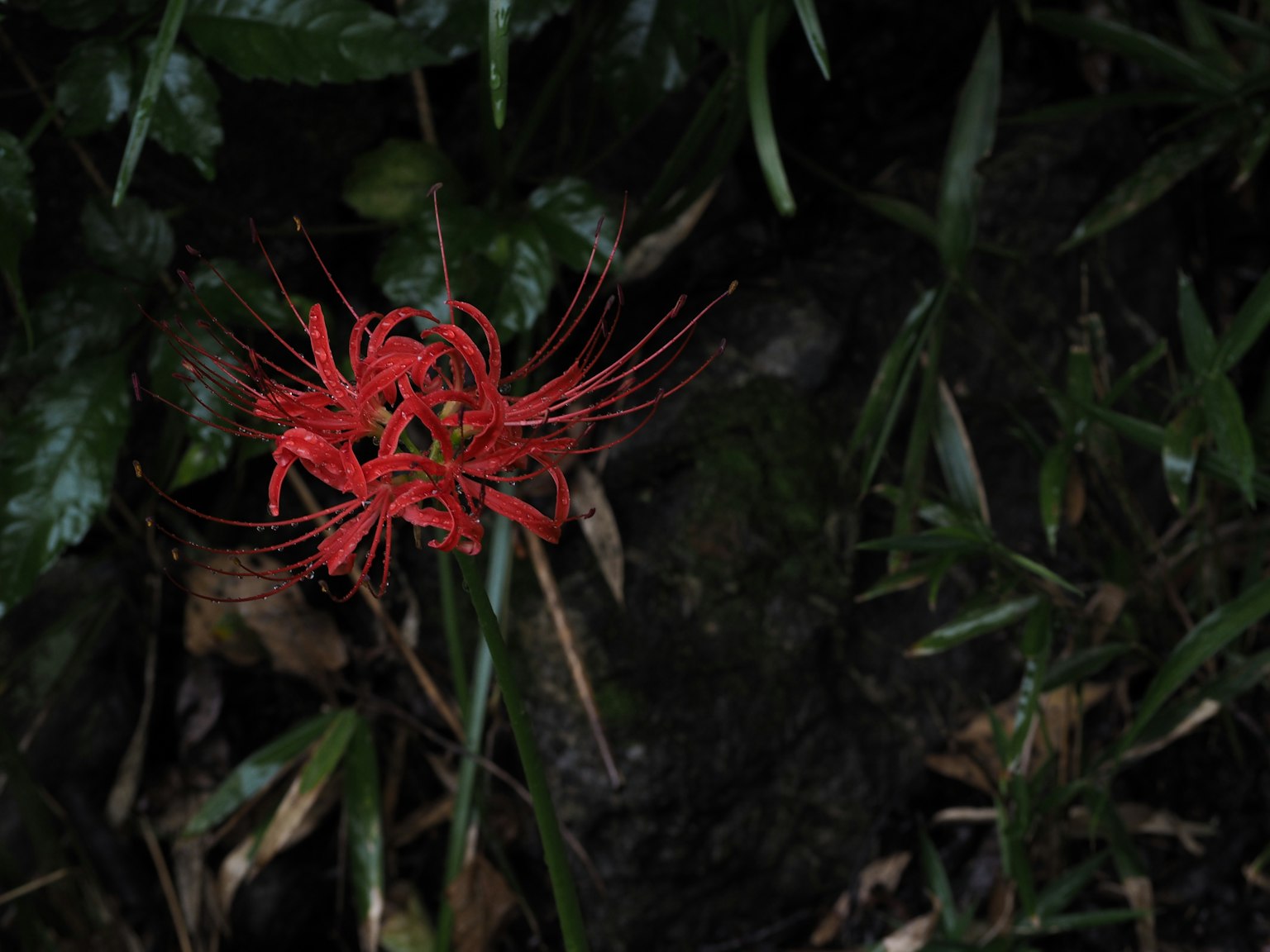 A red spider lily blooming among green grass