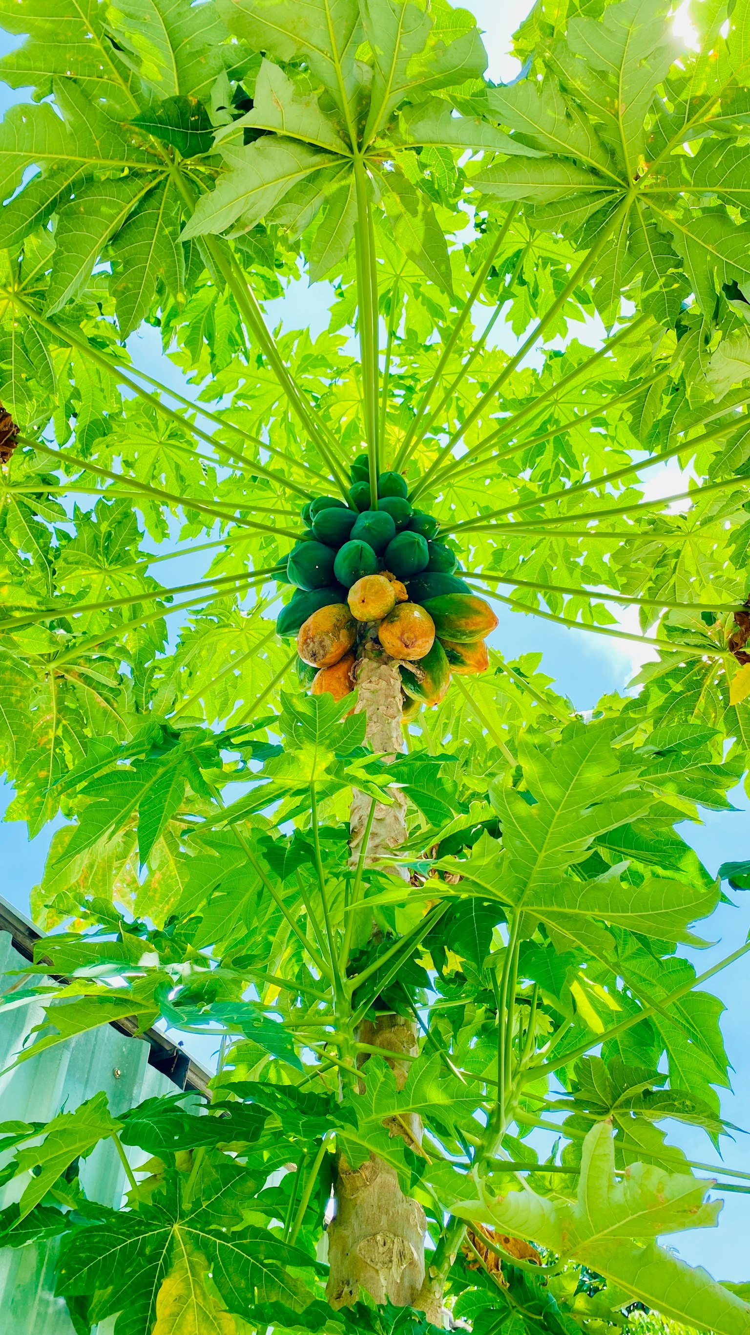 Vista di un albero di papaya dal basso con foglie verdi e frutti