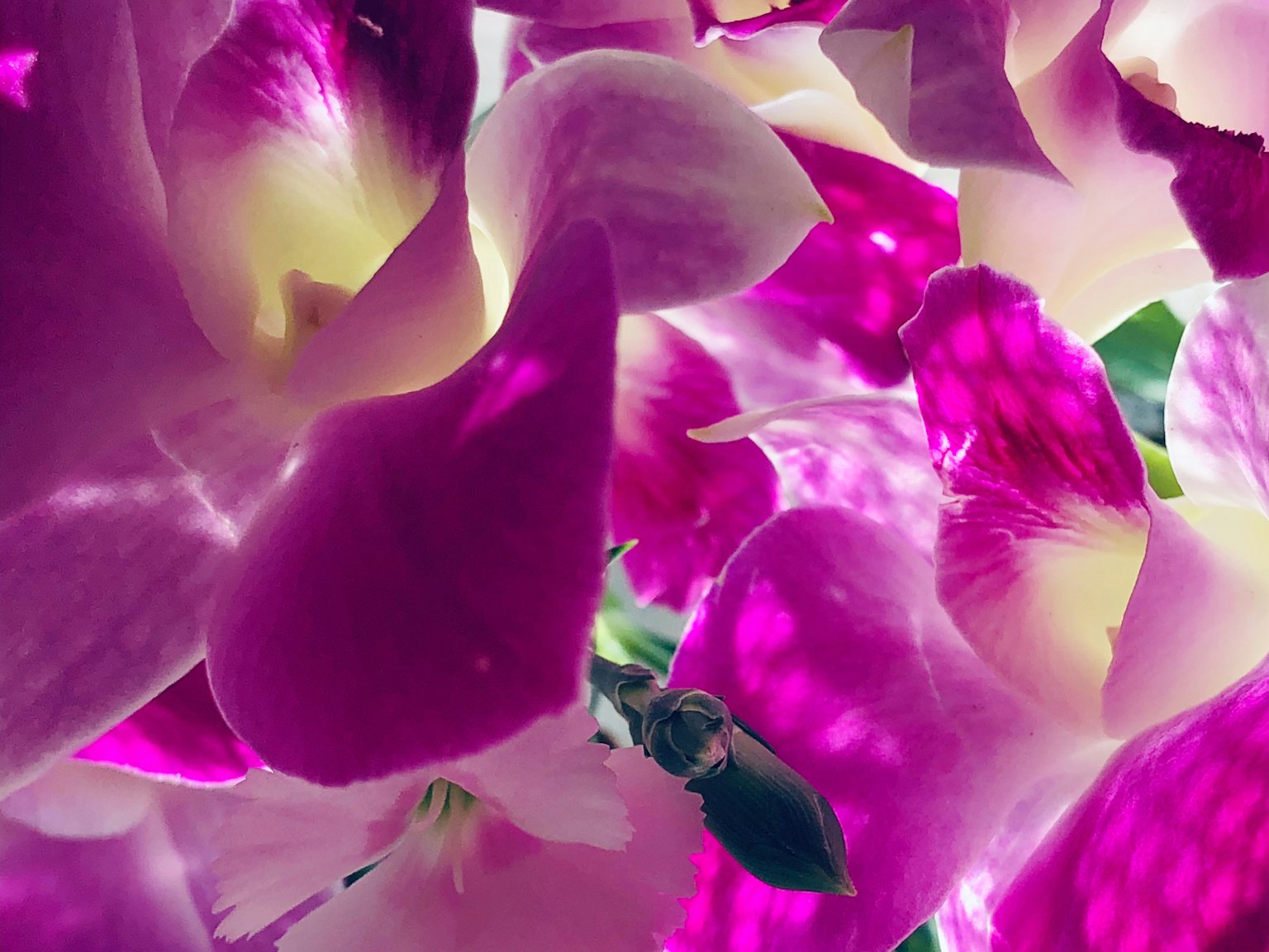 Fleurs d'orchidées violettes vibrantes se chevauchant dans une belle exposition