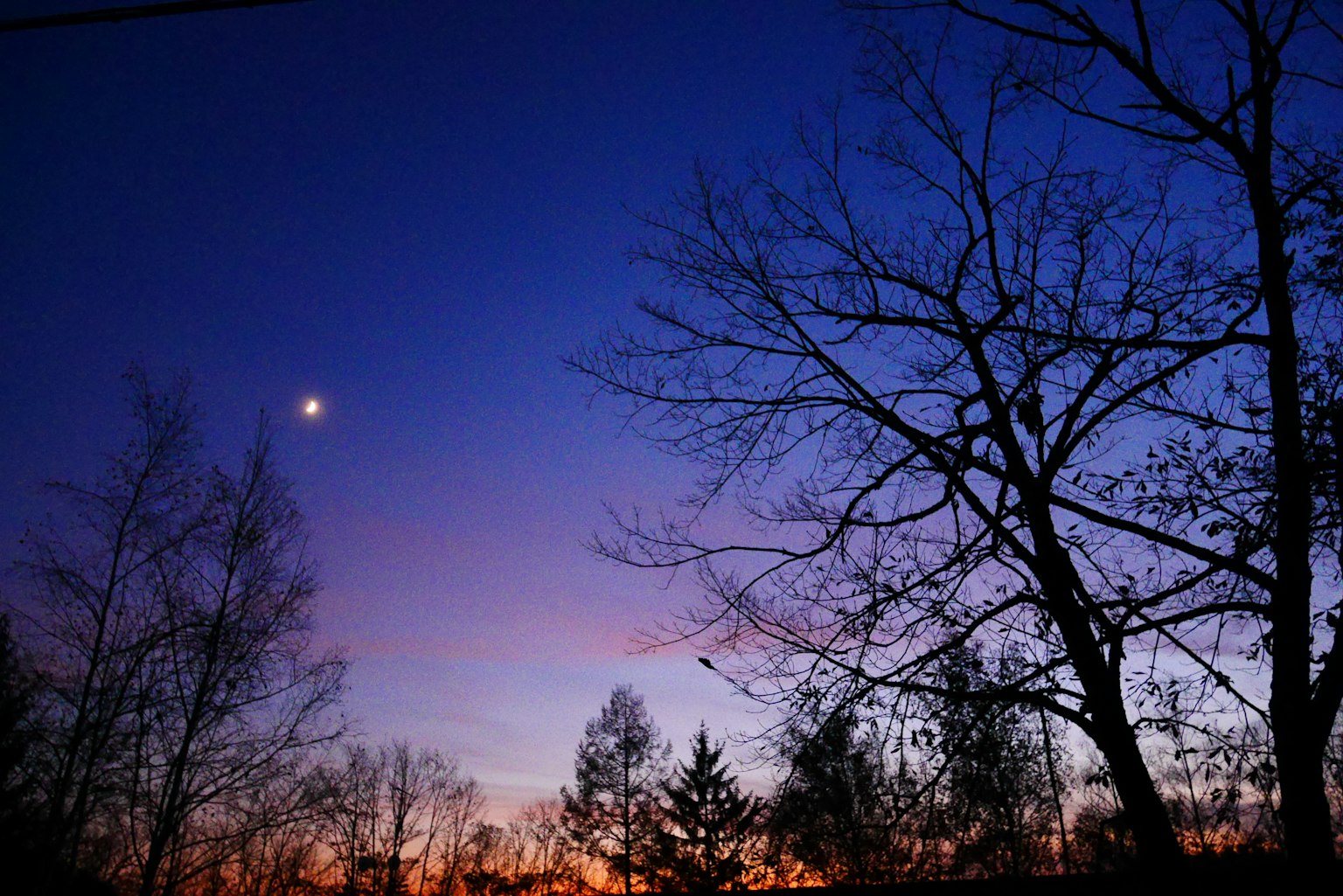 Silhouette di alberi contro un cielo crepuscolare con una luna crescente