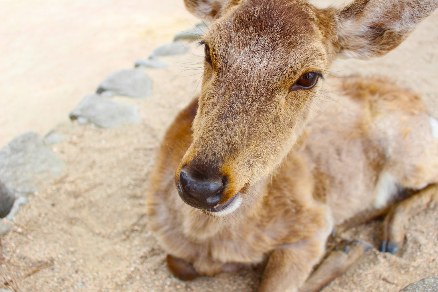A small deer lying on sandy ground