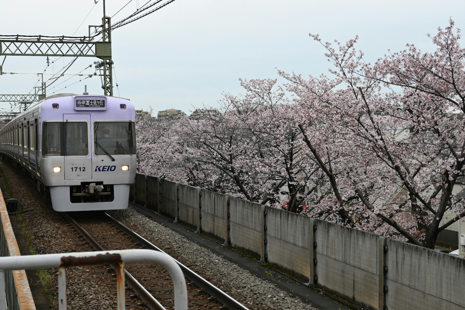 รถไฟที่วิ่งผ่านต้นซากุระที่บาน