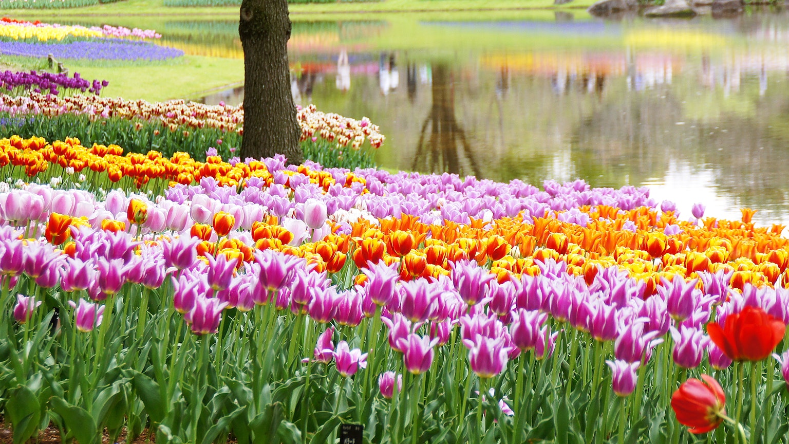 Eine lebendige Ausstellung von Tulpen in verschiedenen Farben, die in einem Park blühen