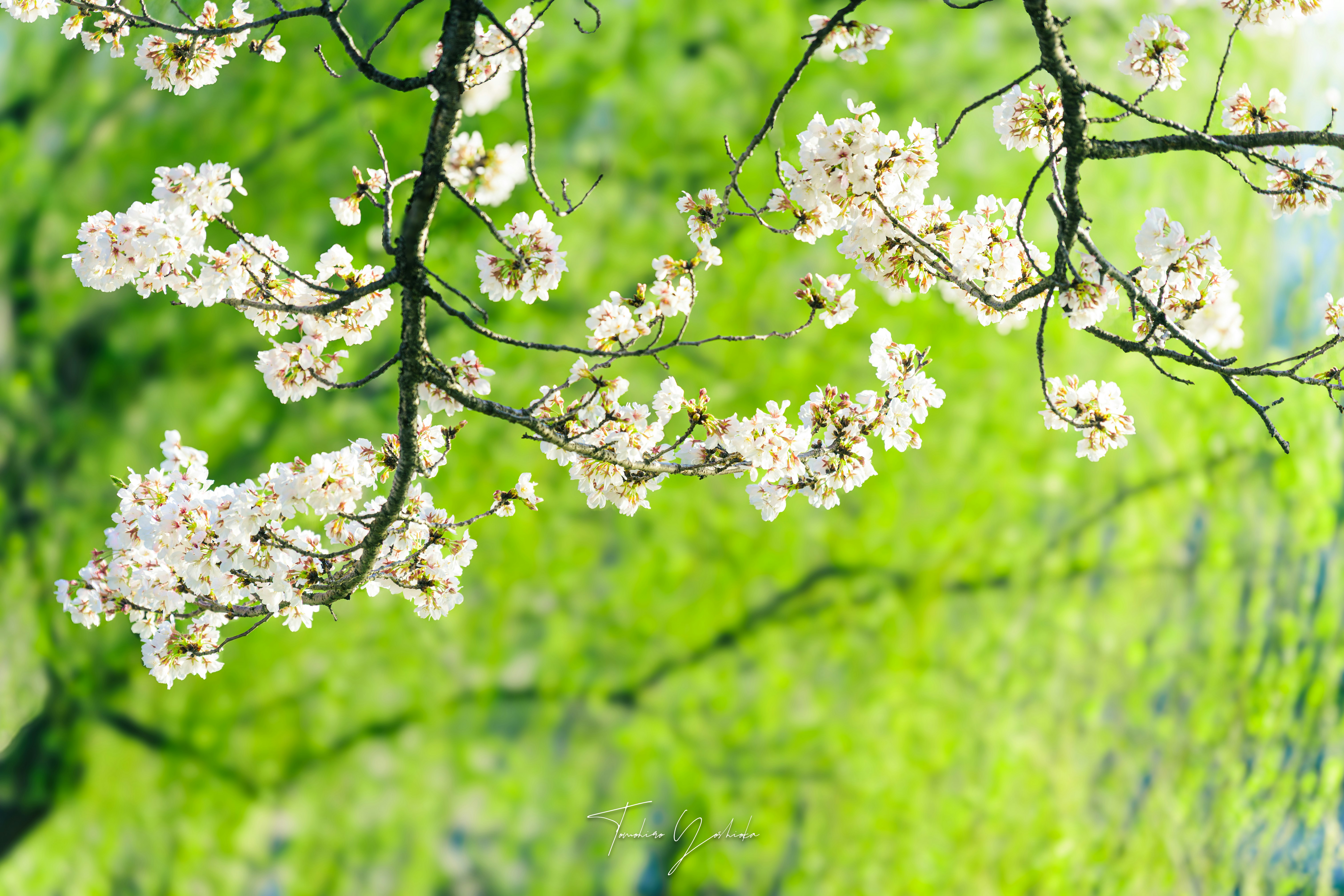 上野恩寵公園の桜の枝と青空のような緑の背景