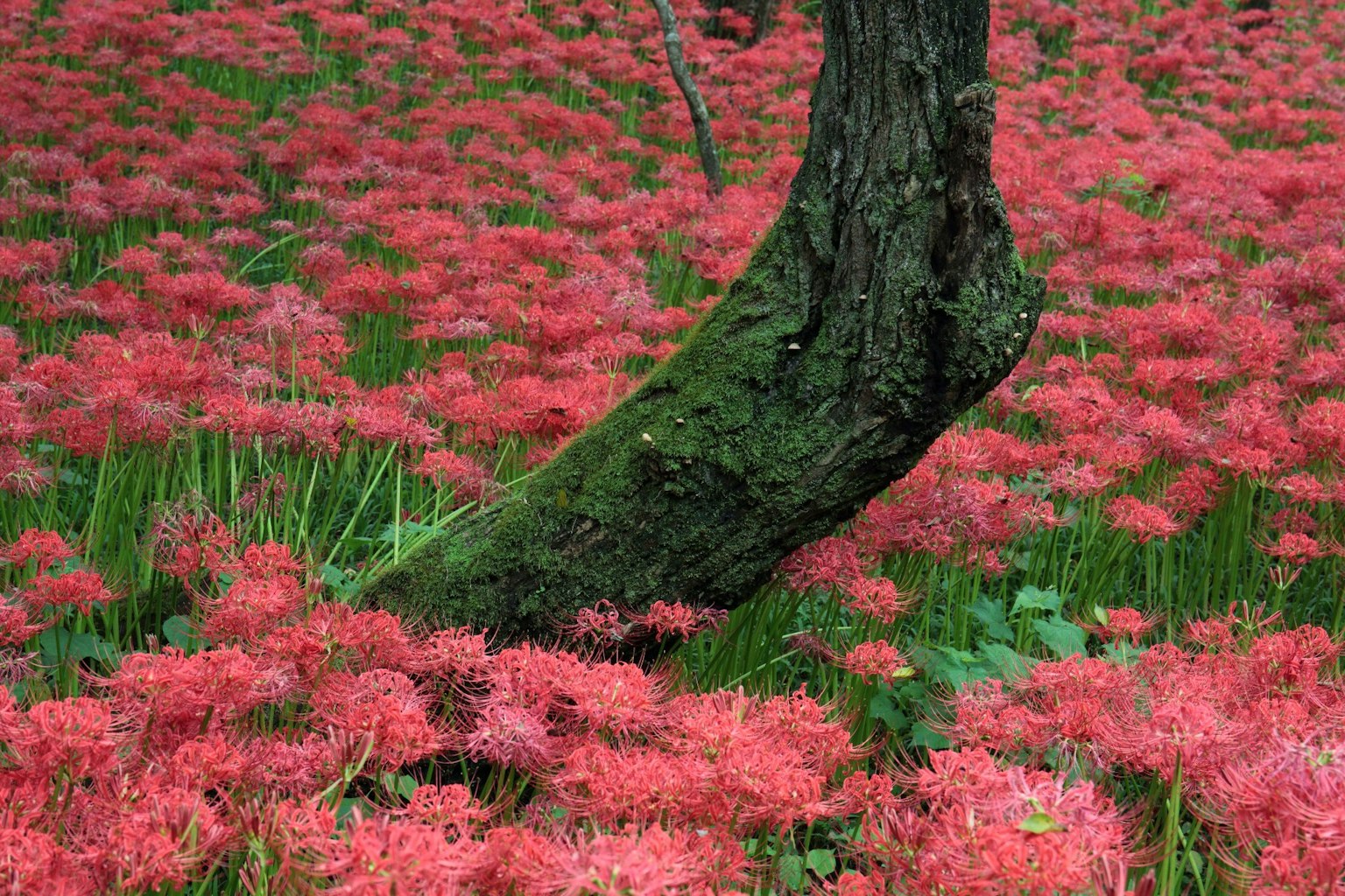 Lanskap dengan ladang bunga merah cerah dan batang pohon