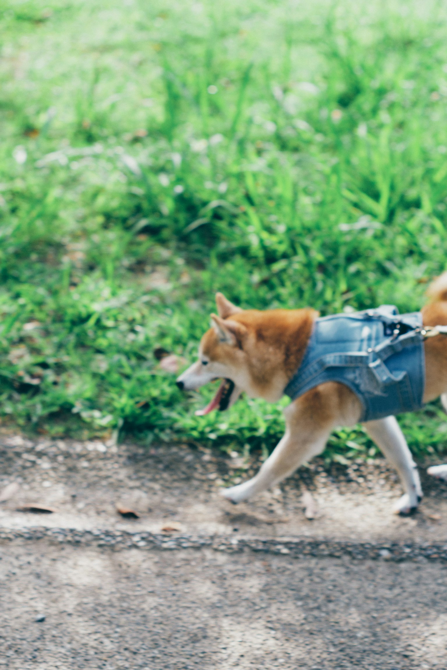 柴犬在綠草地上散步