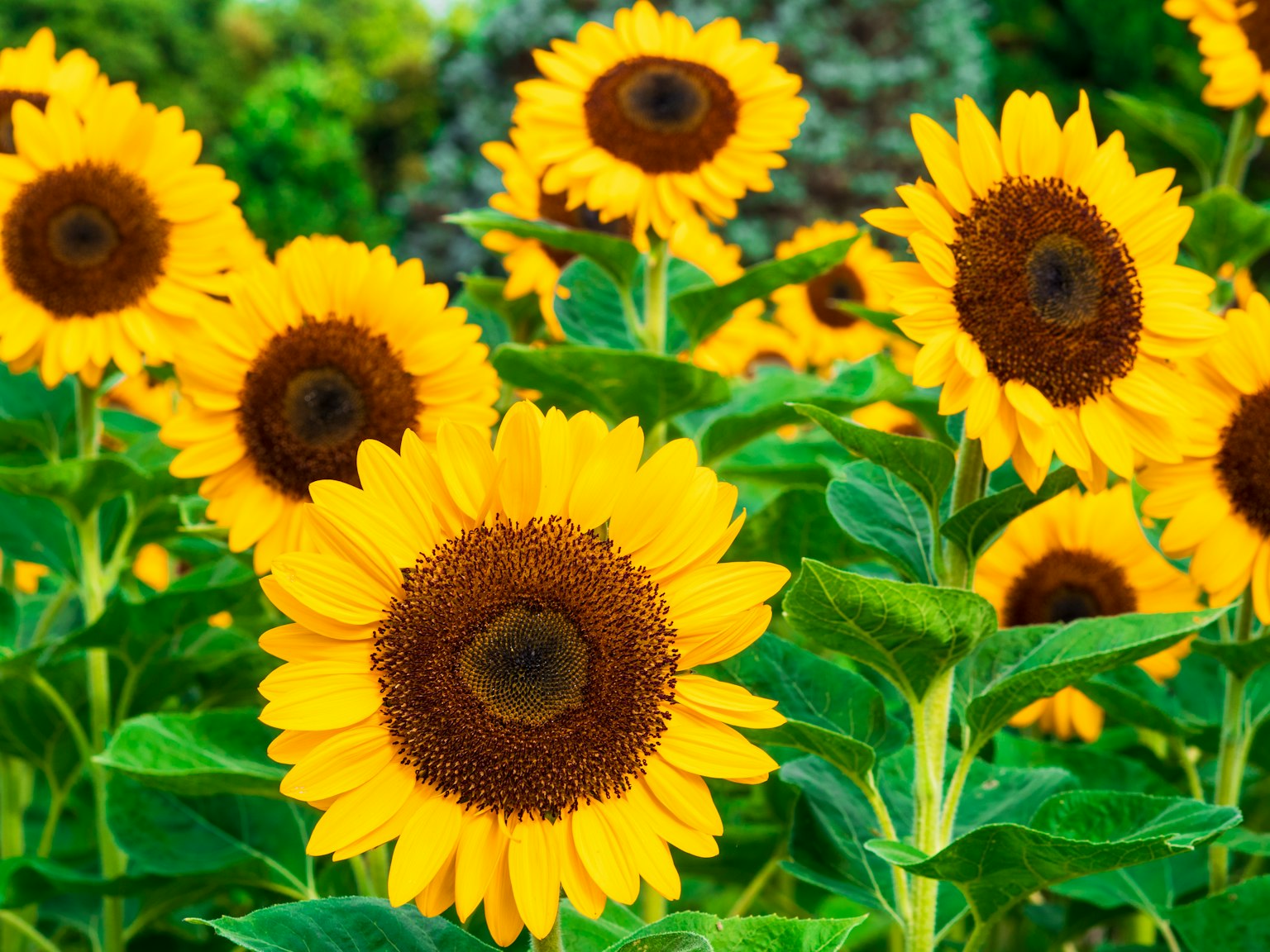 Un champ vibrant de tournesols en pleine floraison