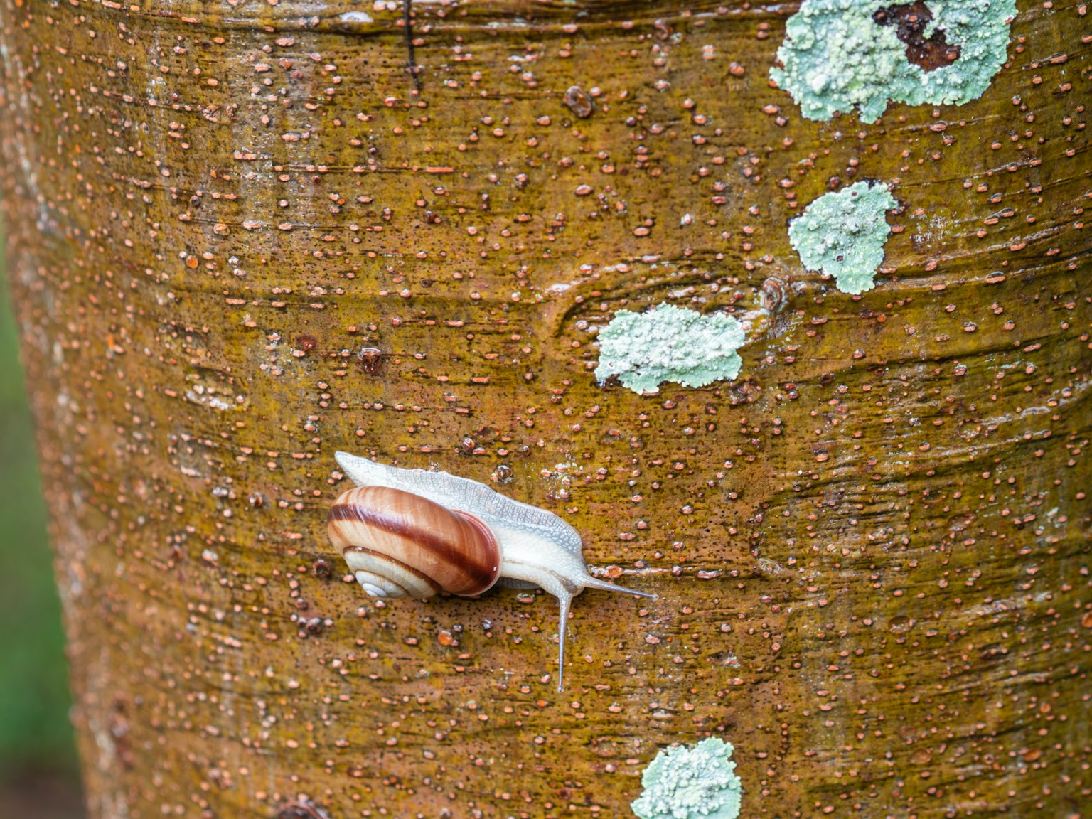 Kedekatan seekor siput di batang pohon