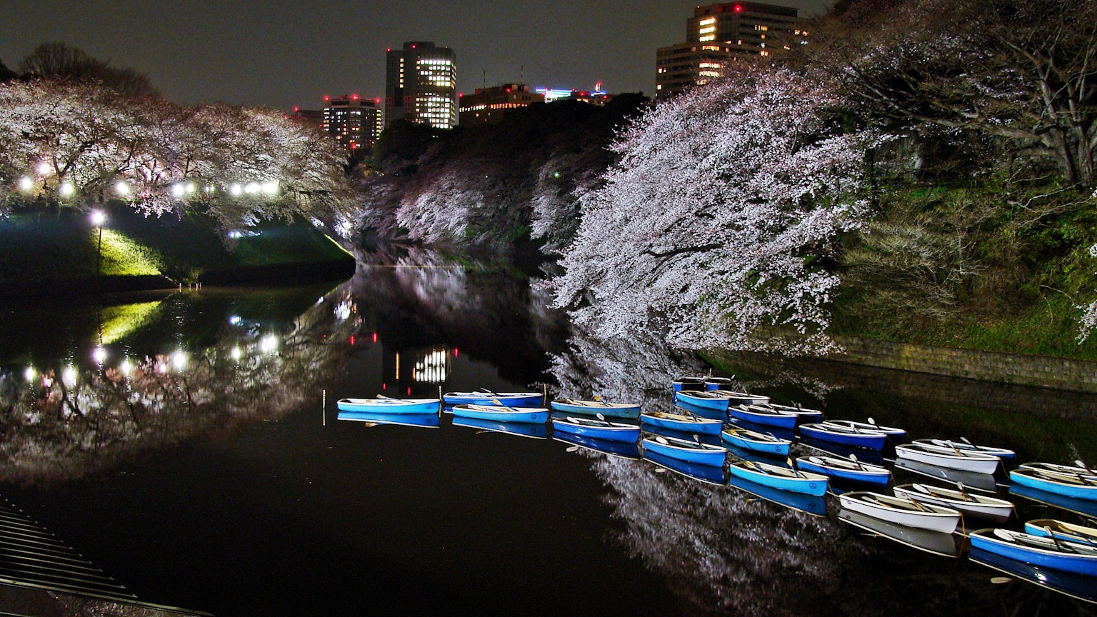 ทิวทัศน์ยามค่ำคืนที่สวยงามของซากุระและเรือที่เรียงราย