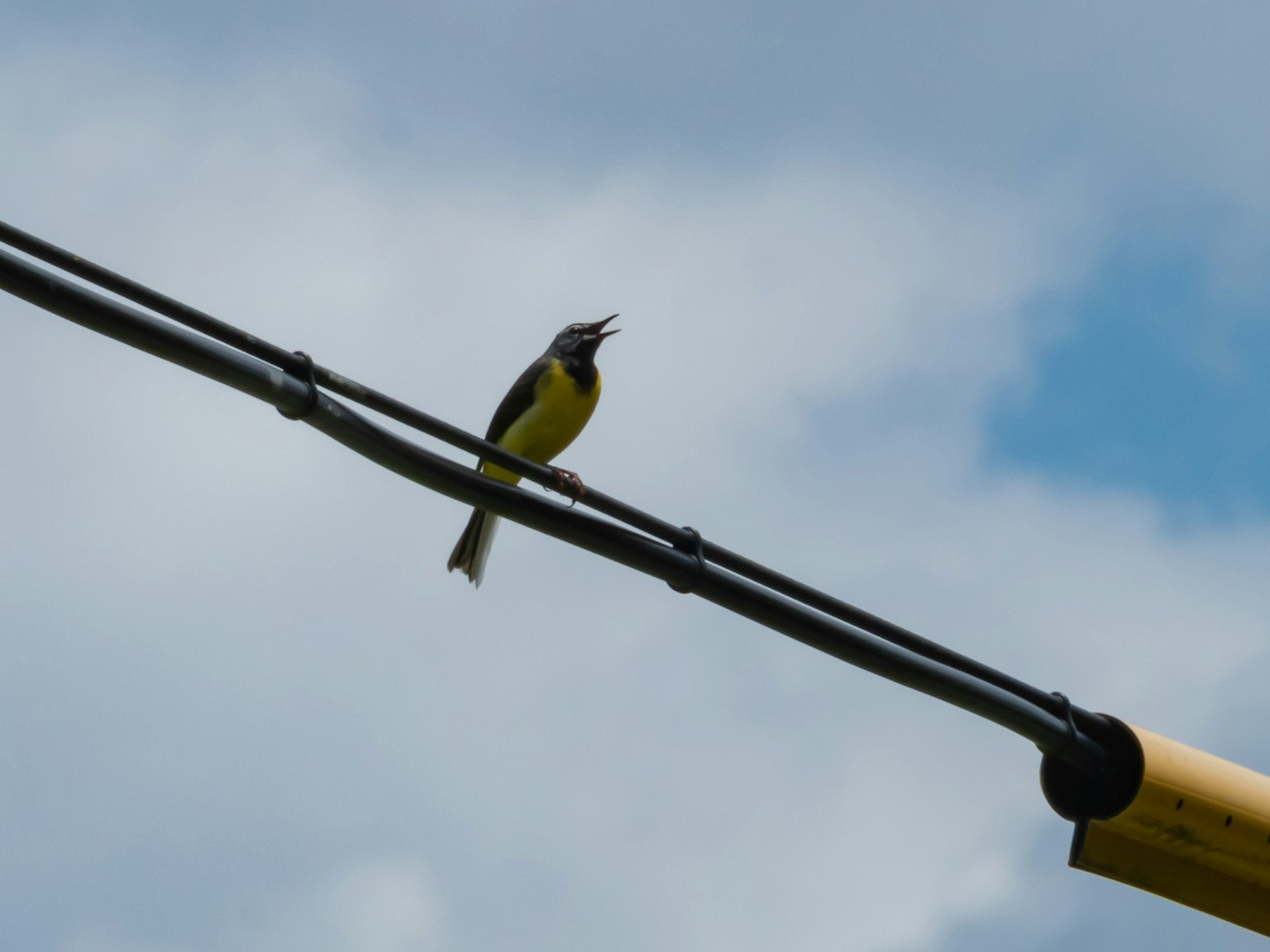 Imagen de un pájaro cantando bajo un cielo azul El pájaro tiene plumas amarillas y negras sentado en un alambre