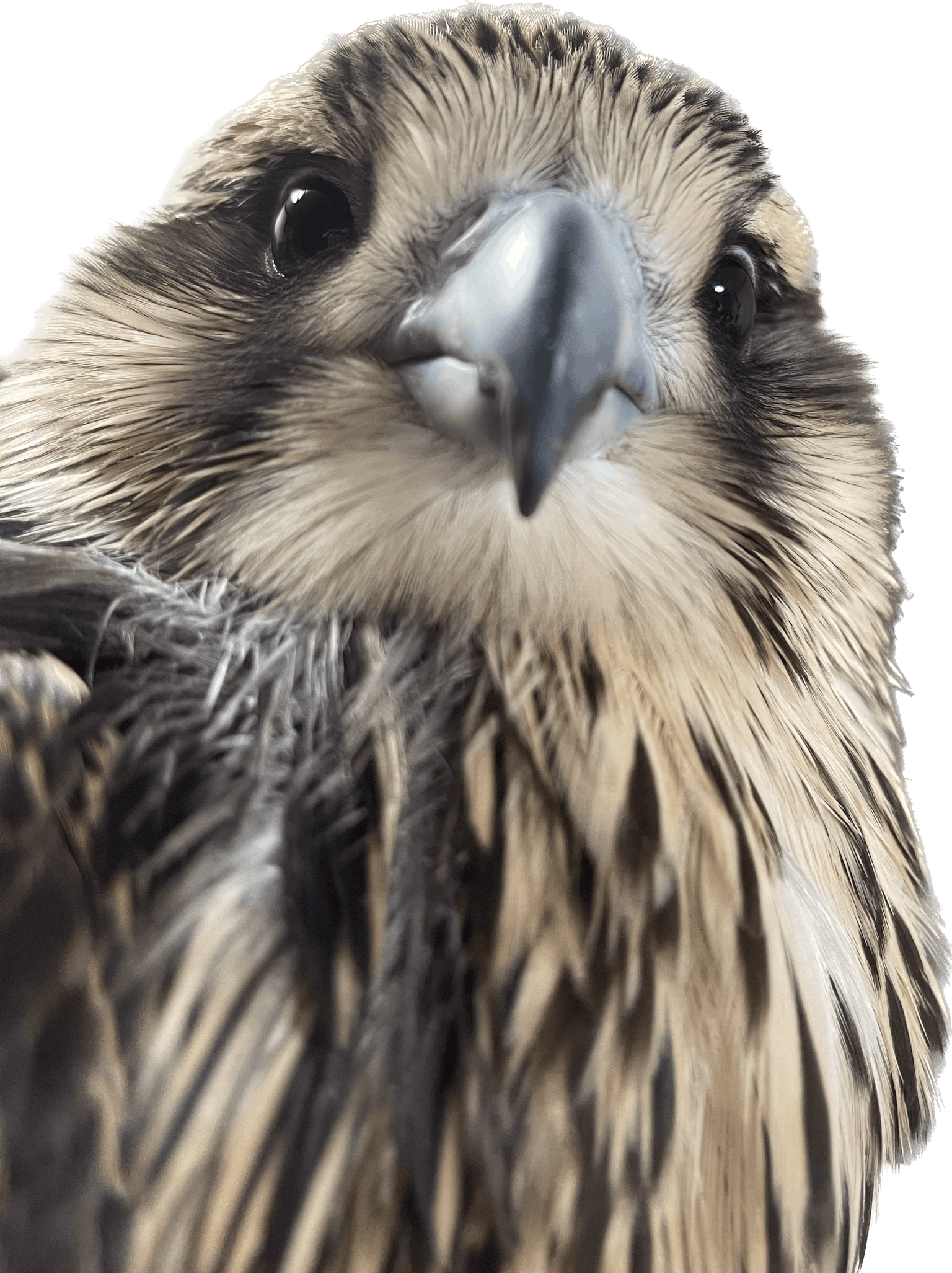 Nahaufnahme des Gesichts eines Vogels mit markanten Merkmalen