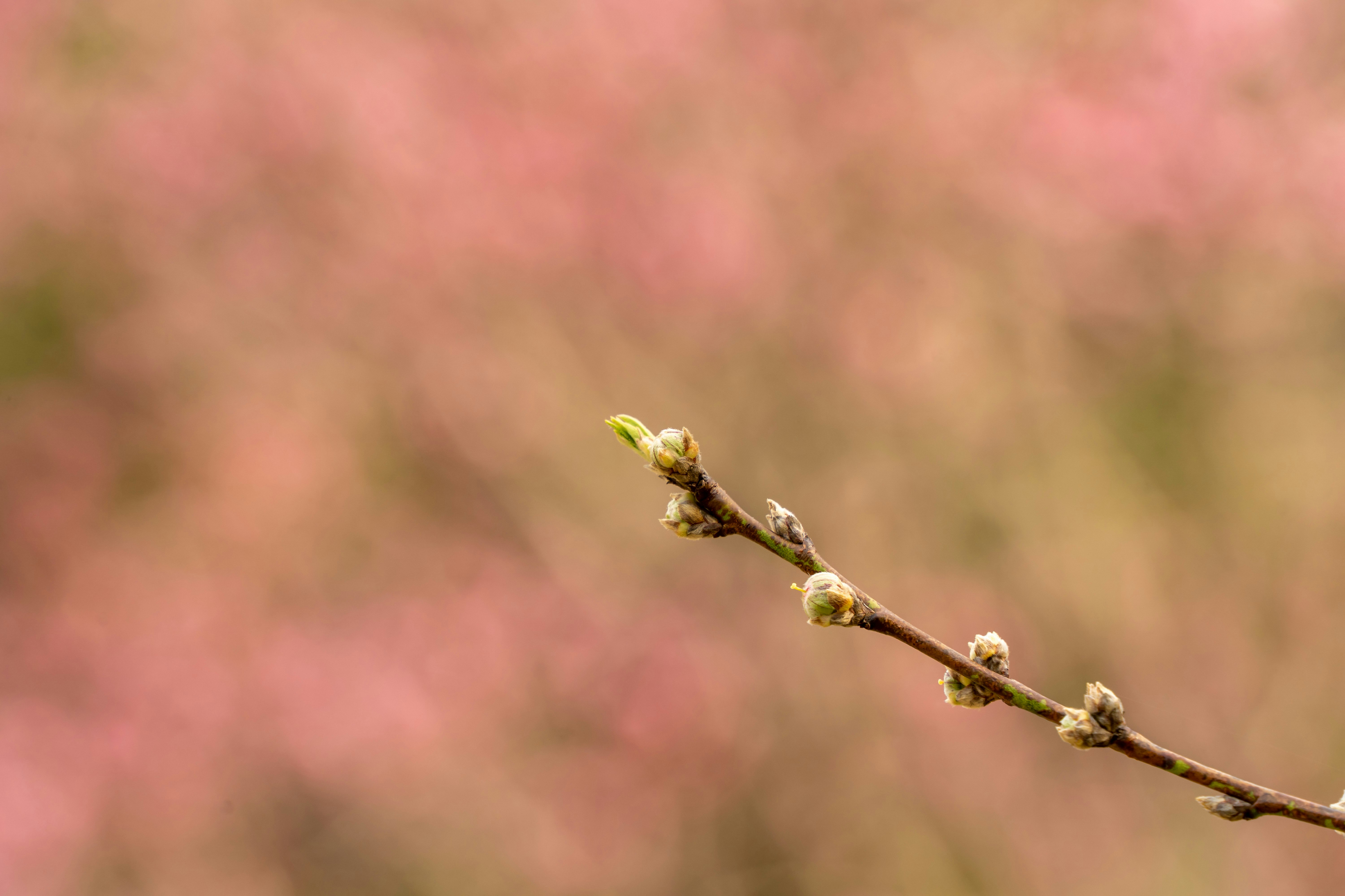 桃色の花背景に伸びるつぼみの枝