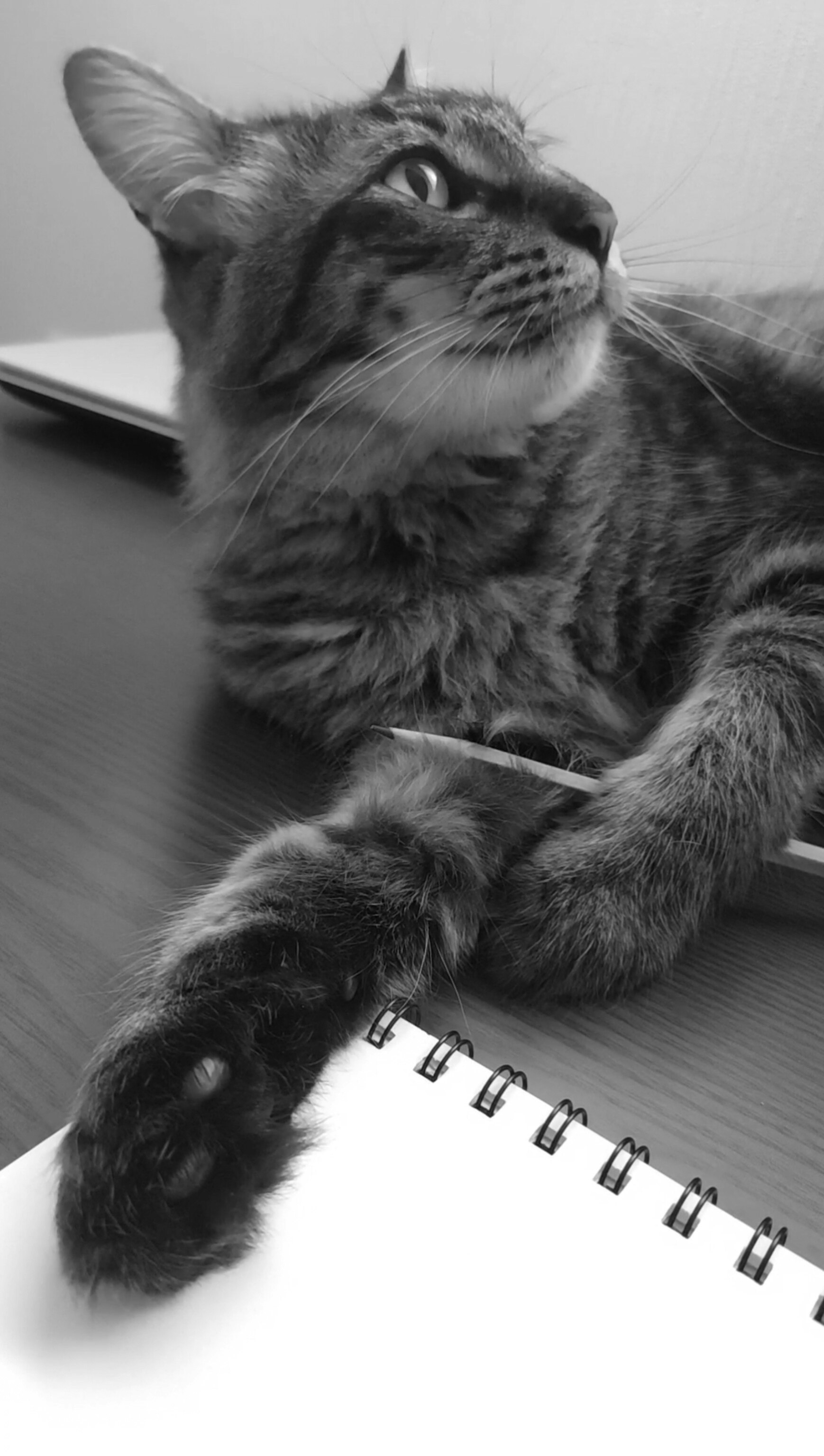 ノートの上でペンをくわえる白黒の猫のいたずら