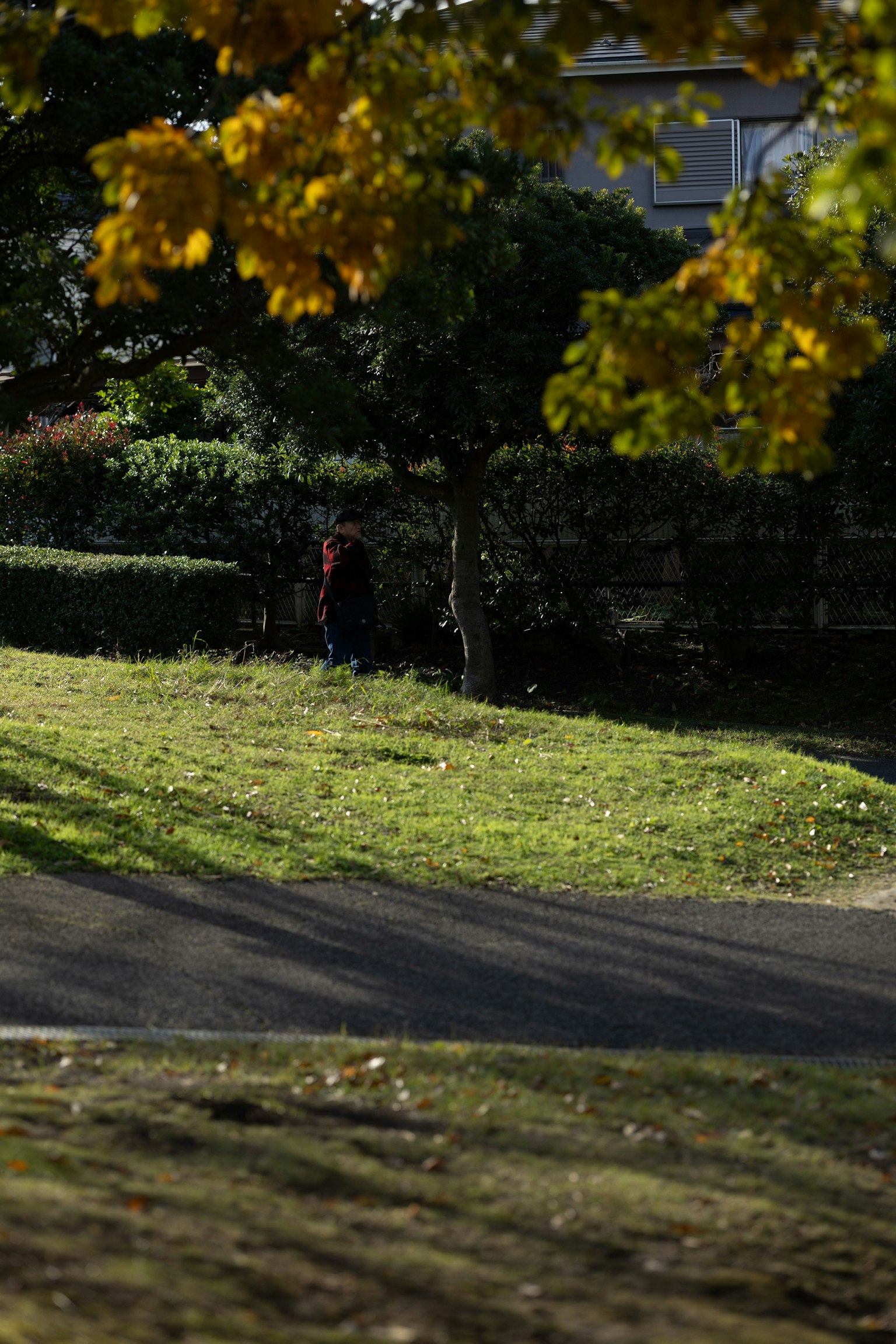 Eine Parkszenen mit grünem Gras und Herbstblättern mit einer Person