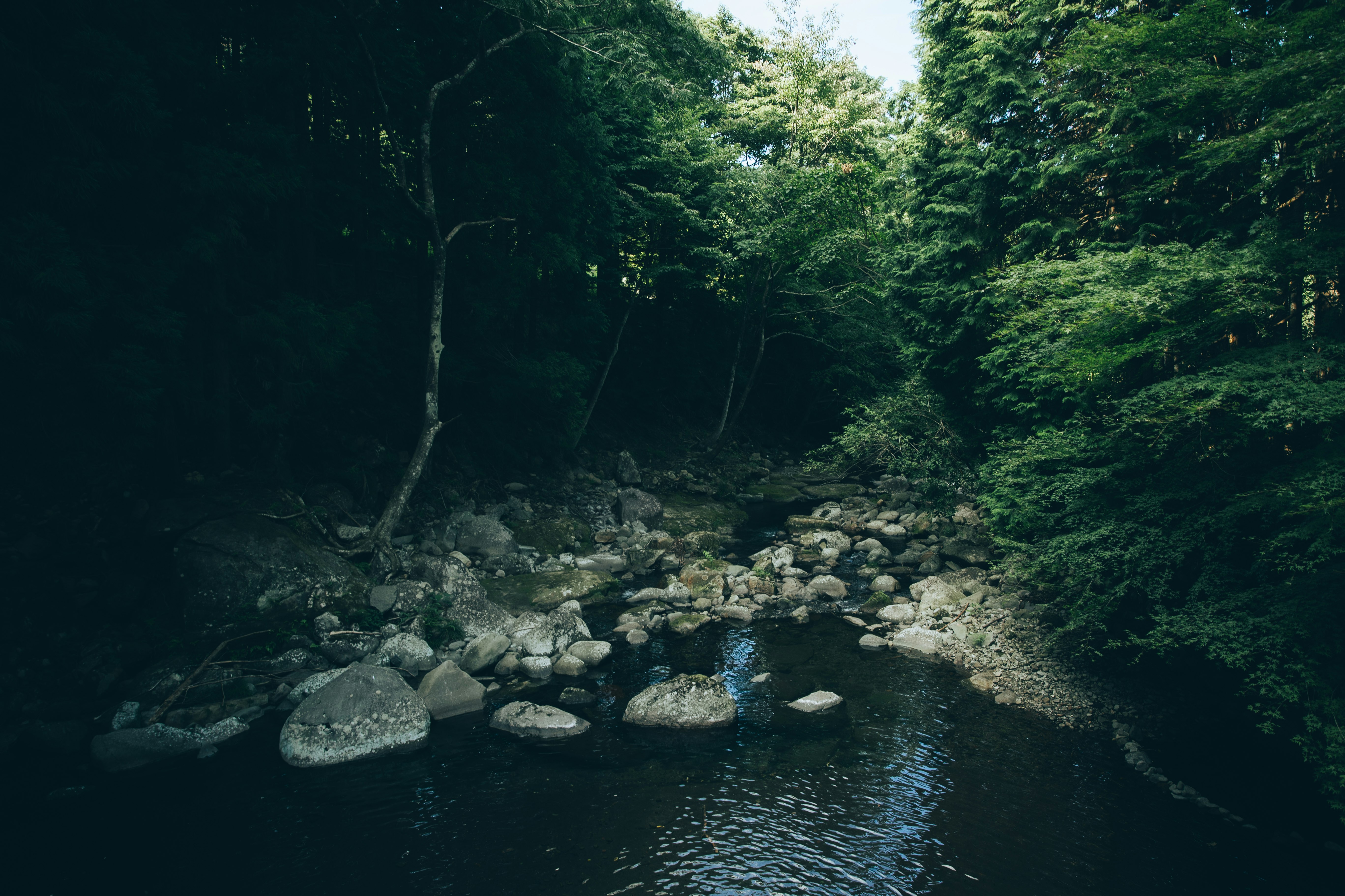 森に囲まれた川の流れと岩の浅瀬
