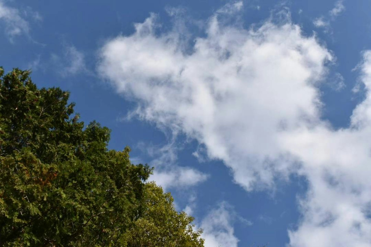 Nubes blancas en un cielo azul con árboles verdes contrastantes