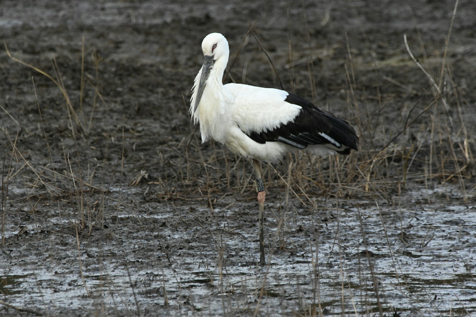 A white and black stork standing in a wetland