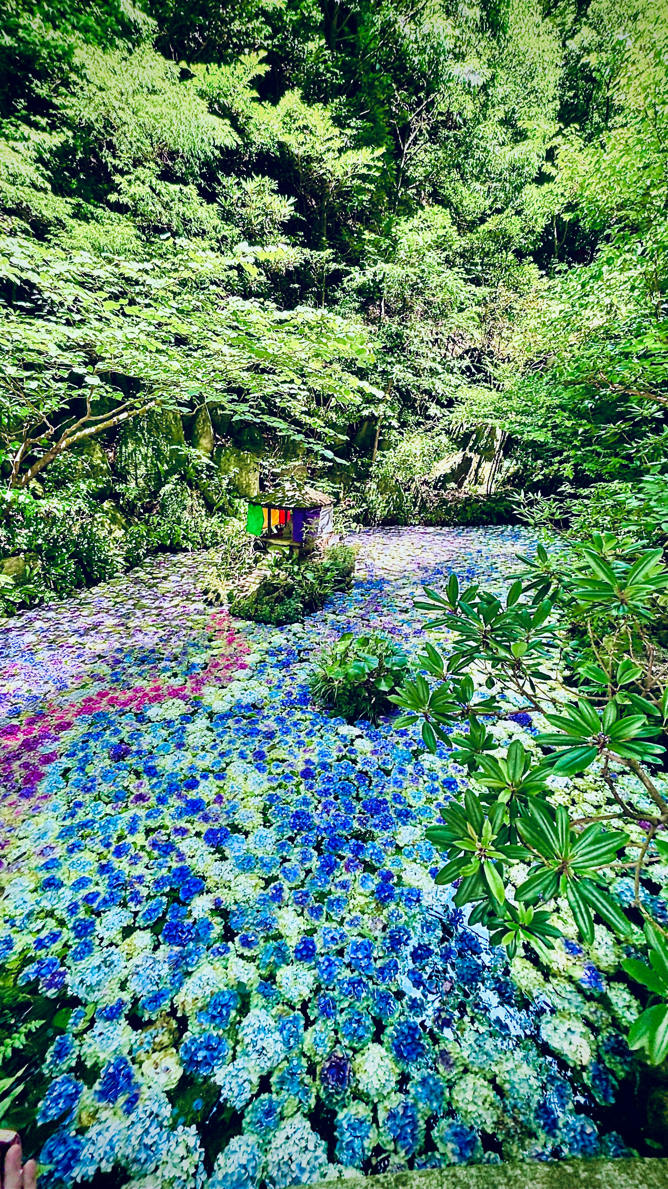 南蔵院のアジサイ池の青い花々と水面