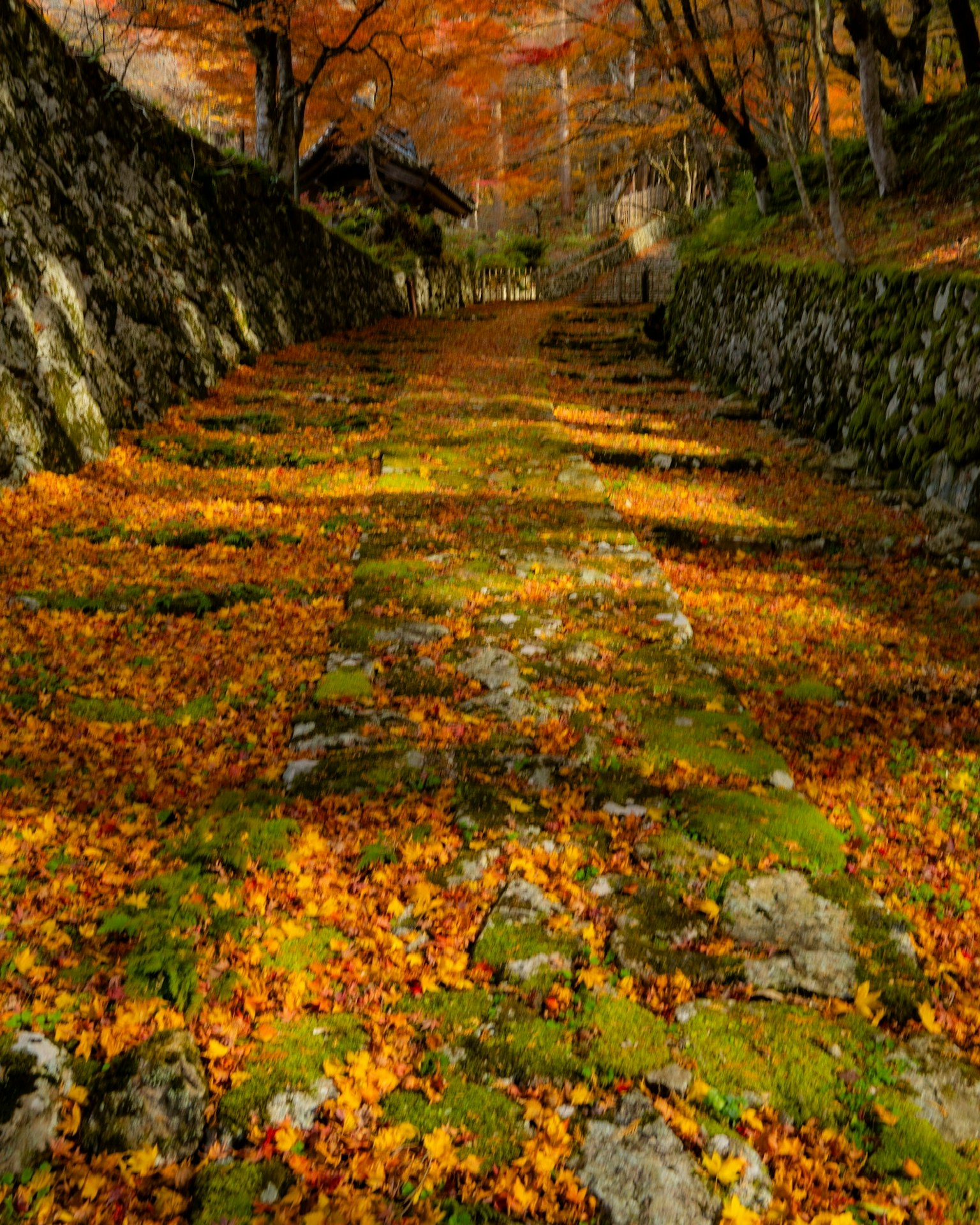 Sentiero autunnale panoramico coperto di foglie colorate