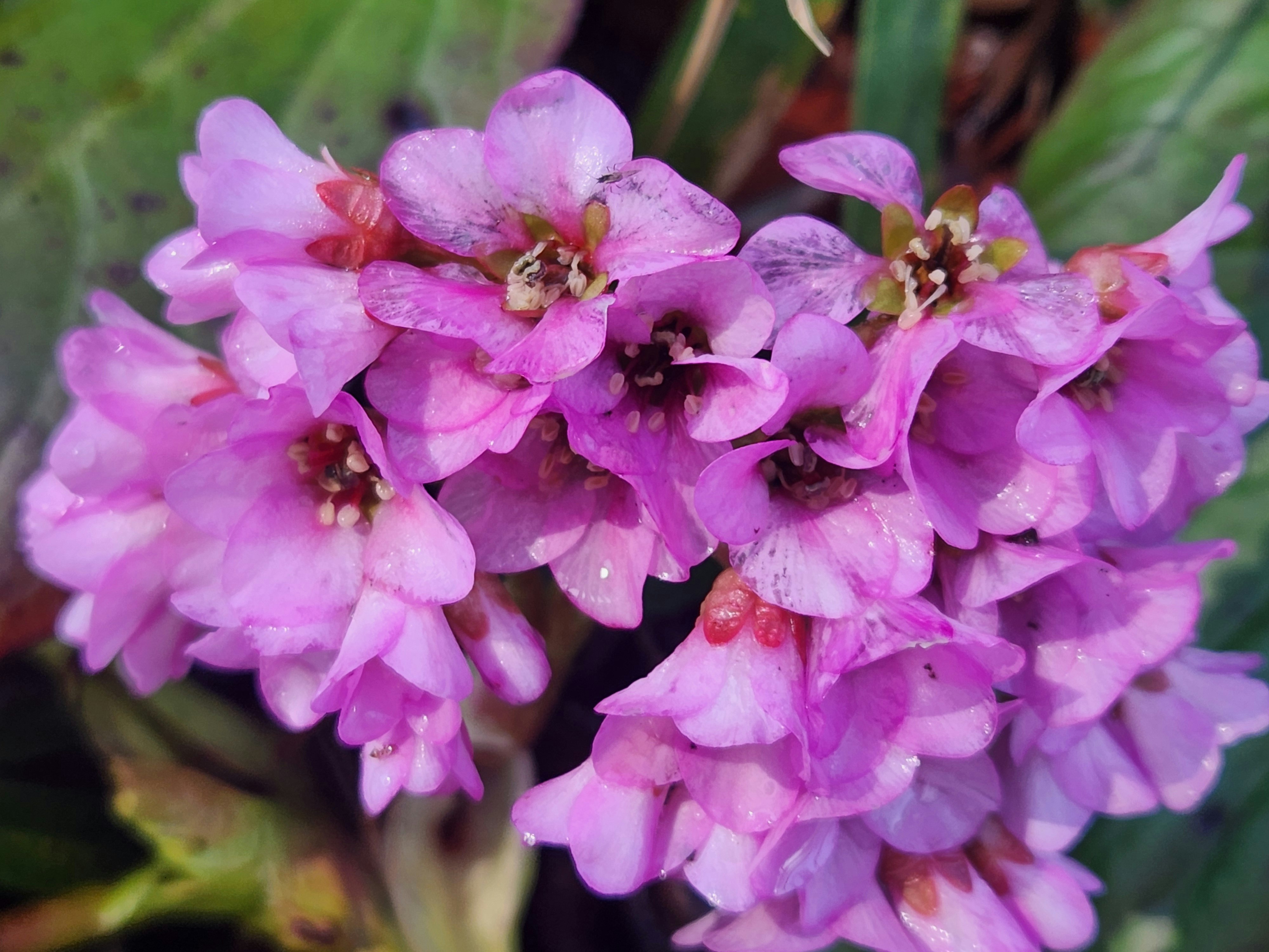 ヒマラヤユキノシタのピンクの花が咲く花木の春景色
