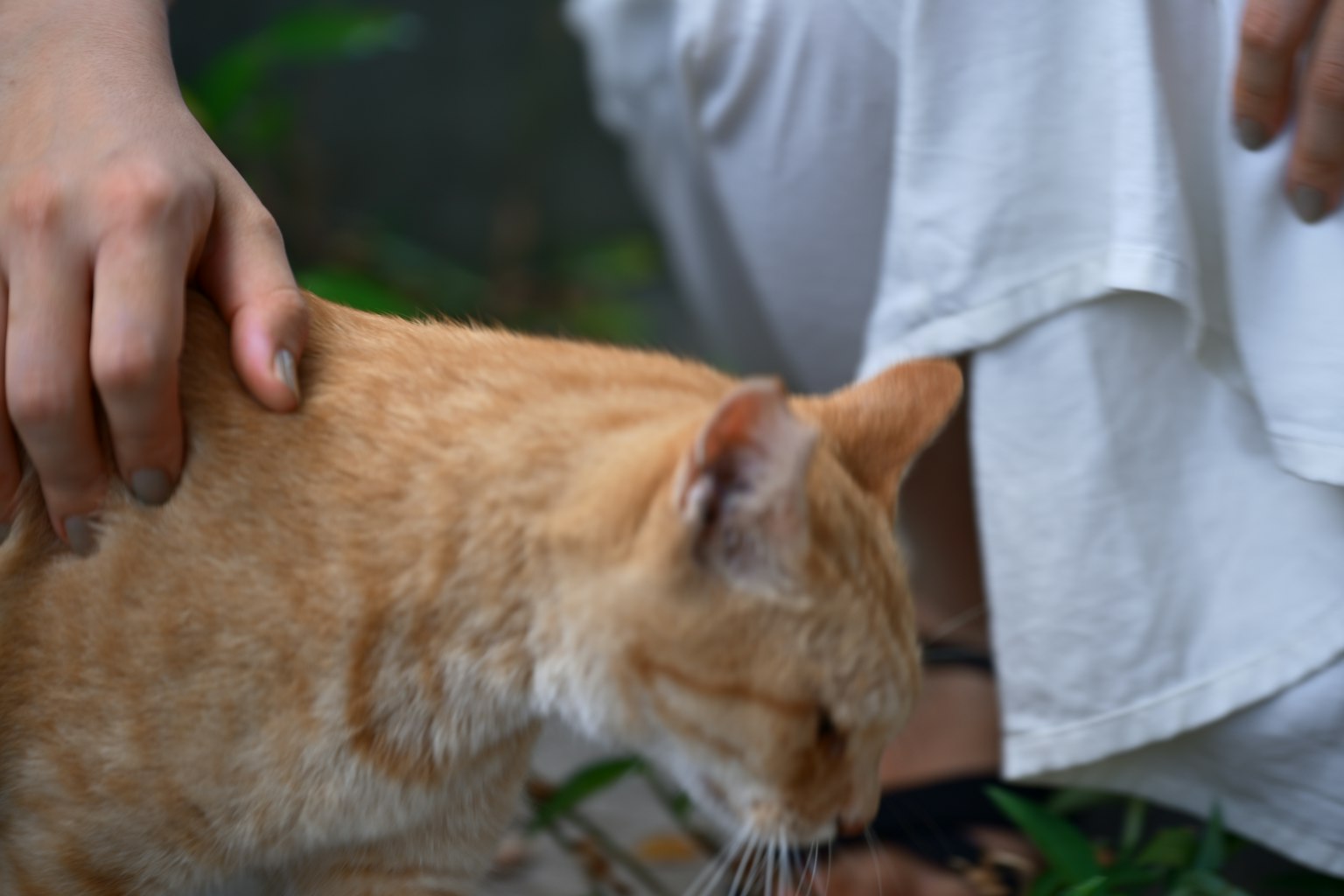 一只橙色的猫被温柔地抚摸的特写